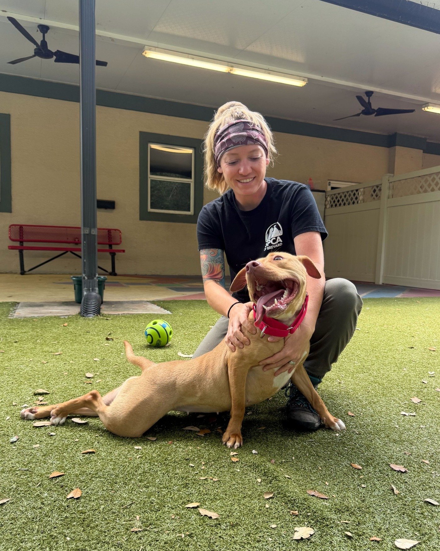 She's just a ✨Baby✨

At just 1.5 years old, Baby may be a little shy when you first meet her, but give her some time and her goofy personality will come shining through. Baby may do well with calmer dog friends who can show her the ropes, may do well