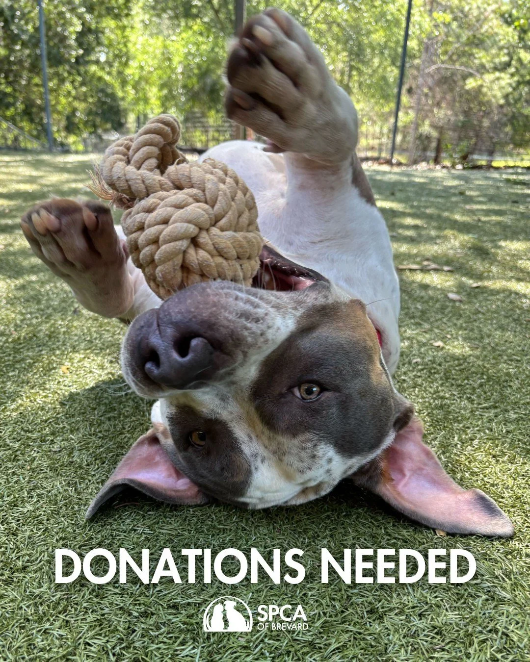 Wish List Wednesday 🐾✨

We are in need of training treats for dogs, Freshpet Tender Chicken Recipe (can be found at grocery or pet stores), and churu treats for cats. 

Donating these items is an easy way to lend a paw and help keep pets happy and h
