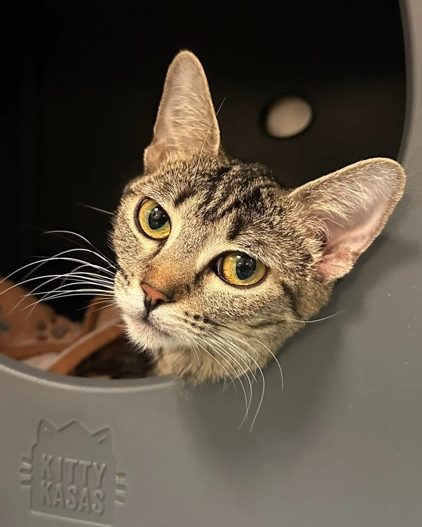 Answer the Siren's call... to come adopt her! 🧜&zwj;♀️🐱

This 1-year-old girl is ready to steal your heart and your favorite spot on the couch! Siren is friendly, a total purr machine, and a social butterfly. She's the kind of cat who turns a house