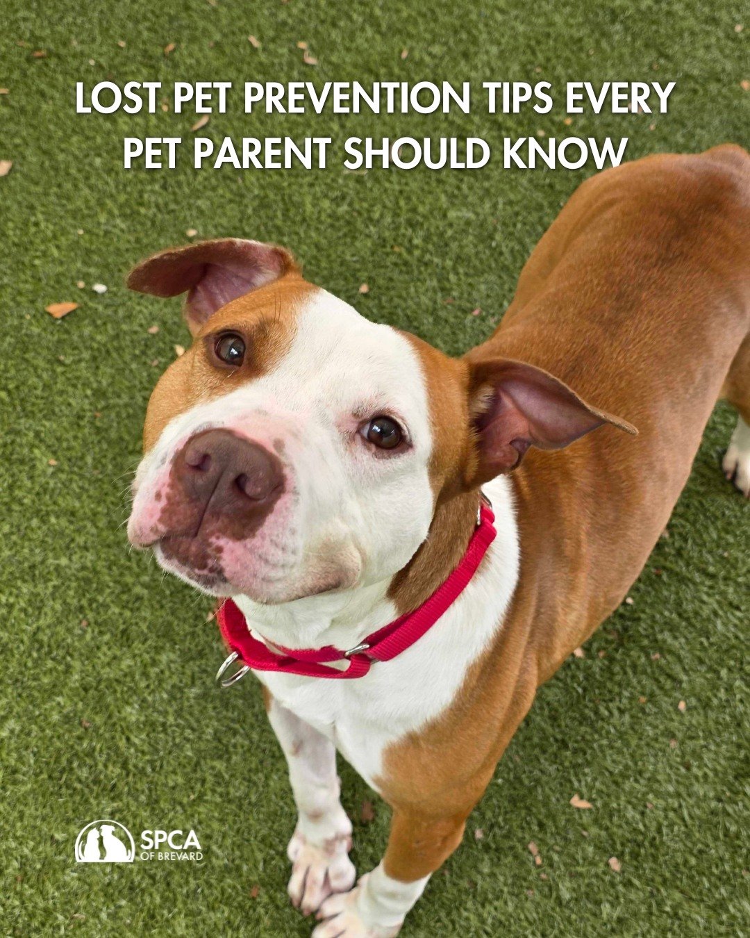 We've been seeing an increase of stray animals in our community. There are some simple things we can all do to help keep our beloved pets safe and findable if they ever become lost. 

Here's what pet parents can do:

🔬 Microchip your pet and keep th