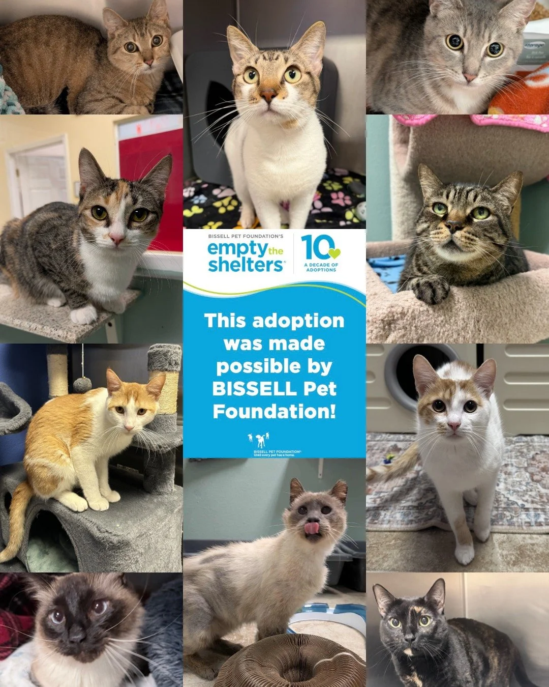 We're almost halfway through Empty the Shelters! 💚🐾.

We're celebrating 30+ amazing adoptions thanks to @bissellpets , @cathy_bissell , and the incredible humans who opened their homes to a new best friend. 

There's still time to join the fun! Adu