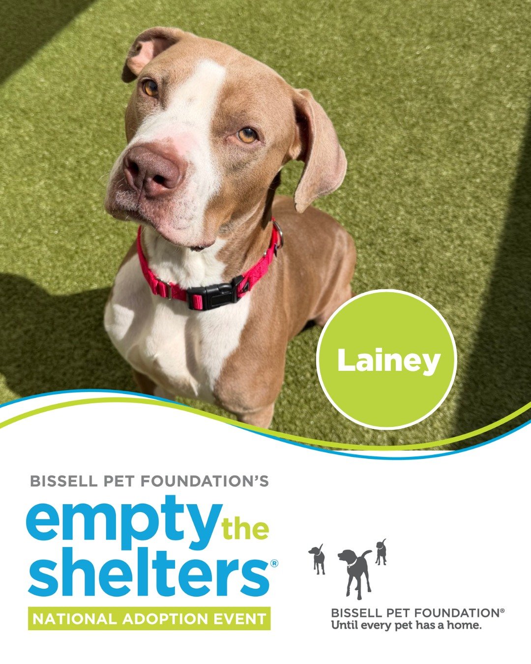 Happy Dog Mom's (and Cat Mom's) Day! ❤️

Our adoption center is open and full of dogs and cats who are ready to join a loving family. Plus it's @bissellpets Empty the Shelters, so all adult pets have reduced adoption fees.

We hope to see you today!
