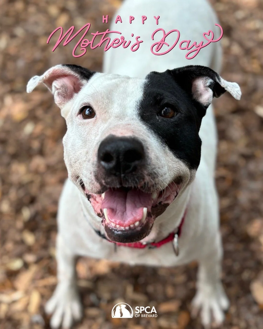 The entire SPCA of Brevard family is sending love and warm wishes to all the wonderful moms being celebrated today. Happy Mother's Day! ❤️