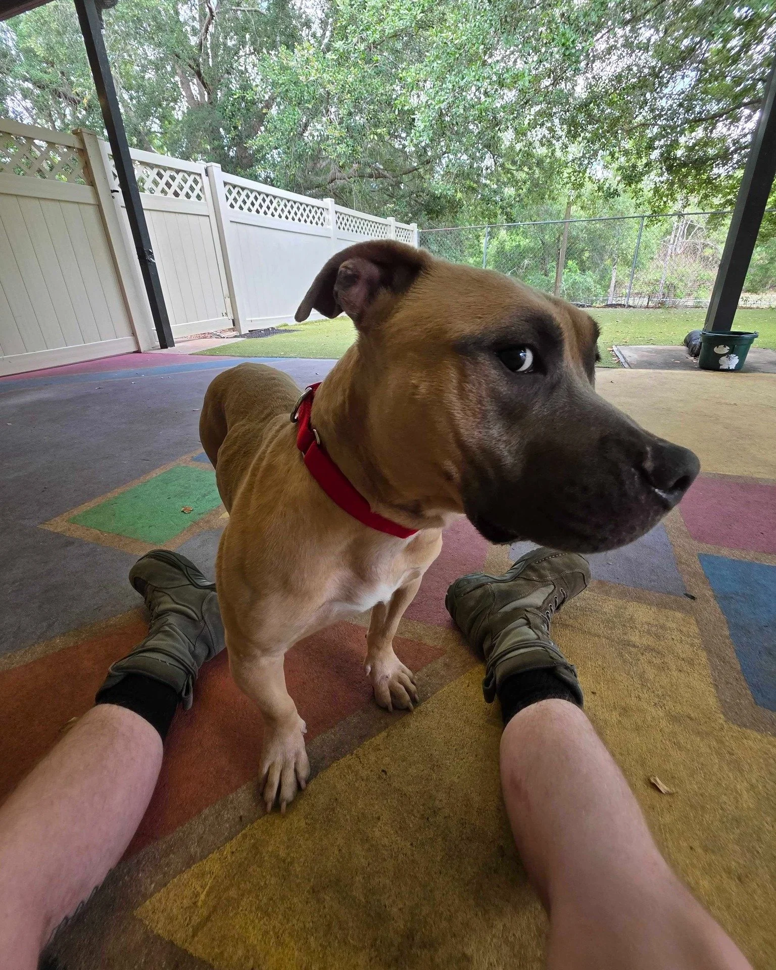 "Did you just try to scroll past me?" -Hank the Tank, probably 😆

Don't let the side eye fool you! Hank is 2.5-years-old, friendly, gets along great with other dogs, has the most hilarious personality, and he's a tripod. This is the LAST W