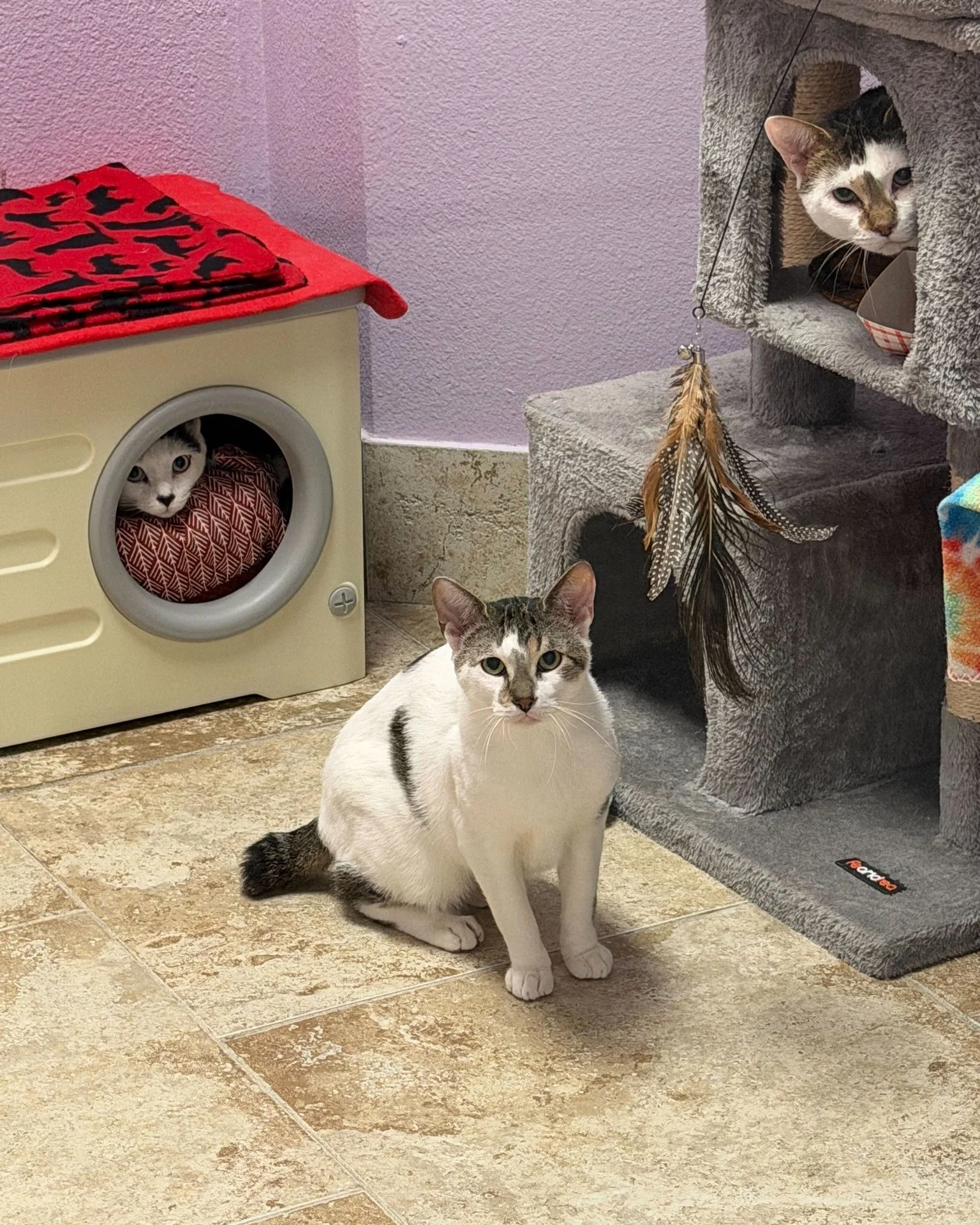What are these three plotting? Help us caption this photo in the comments. 🤔

Meet Cactus, Archibald, and Eugene (left to right)! These three pals are hanging out in our shy cat room and would love nothing more than to find a home instead of staying