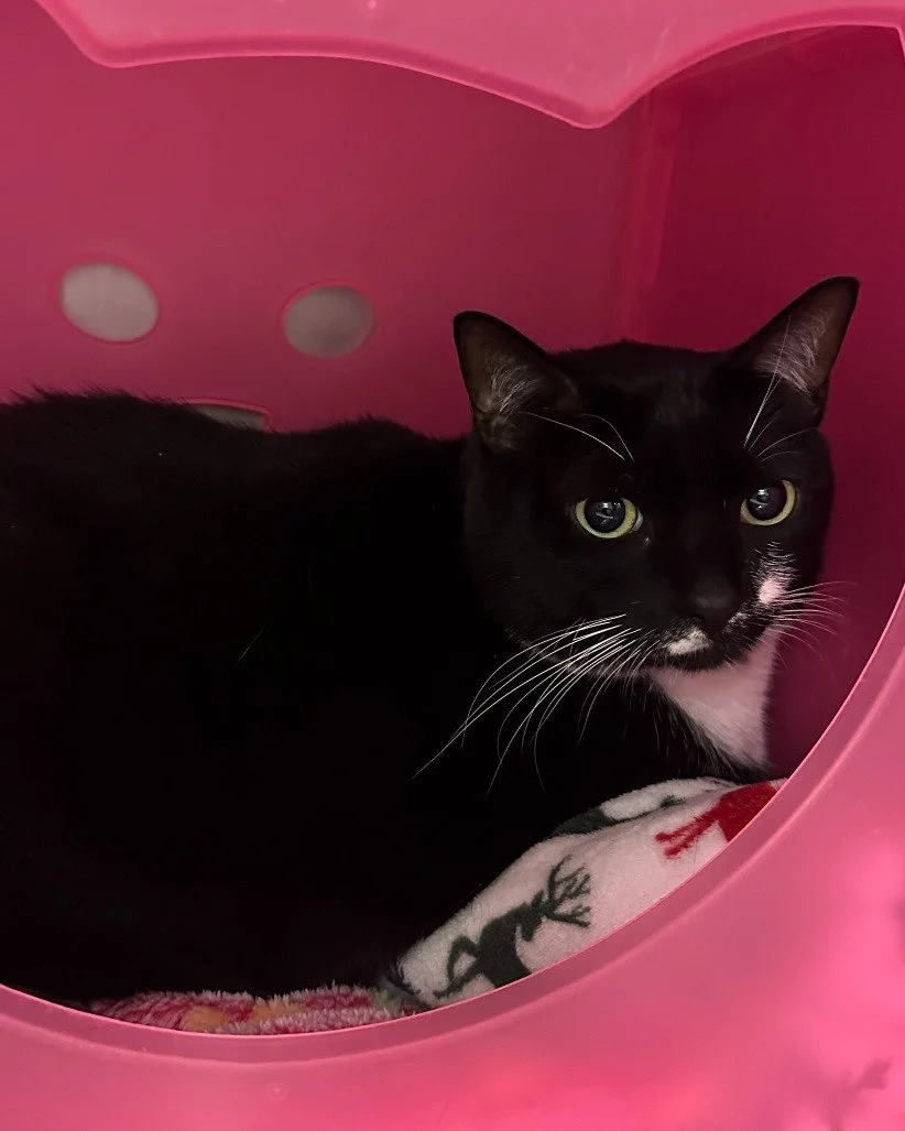 Meet Peppermint! 🐈&zwj;⬛

This 4.5-year-old girl is having a tough time in the shelter, so she may not be putting her best paw forward. We think a home could change everything for her.

Peppermint is an independent girl who prefers to be the only pe