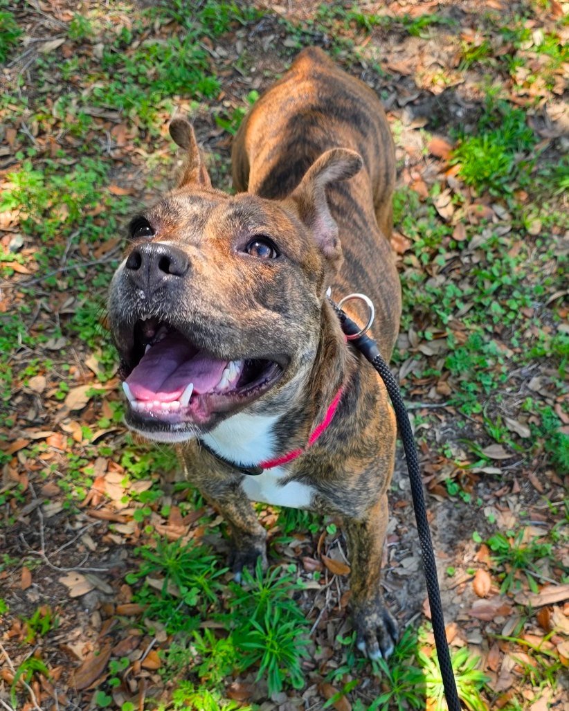 Can you spot the dog? 👀

Meet Ashley! Her brindle coat decided to become one with the shelter foliage. But don't let her disappear on you, this girl is almost 1.5-years-old and ready to be found by her new family!

Ashley is friendly with basically 