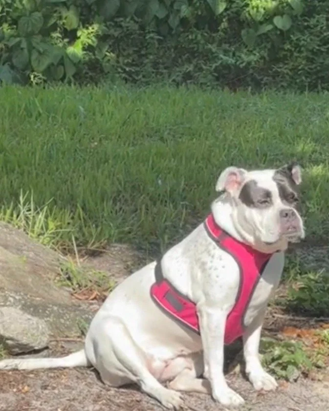 COURTESY POST: This dog is not in the care of the SPCA but is in need of being re-homed due to housing. Please reach out to the caretaker for further information.

Meet Sushi! This sweet girl is 5 years old, spayed, and up to date on vaccines. Sushi 