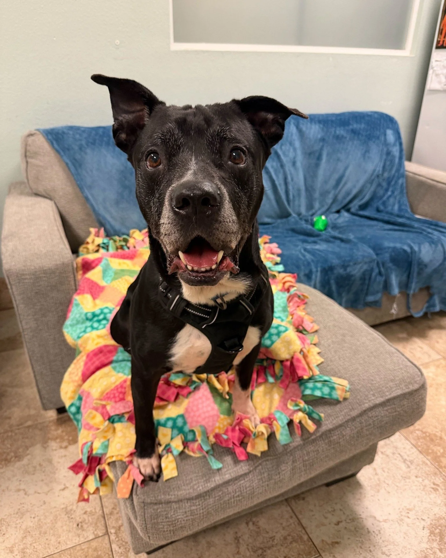 Rascal wanted to give you an idea of what he'd look like on your couch! Pretty good if you ask us. 😉

At 8 years old, Rascal never got the memo that puppies are supposed to grow out of their energy. This fun-loving guy is all about playtime, learnin