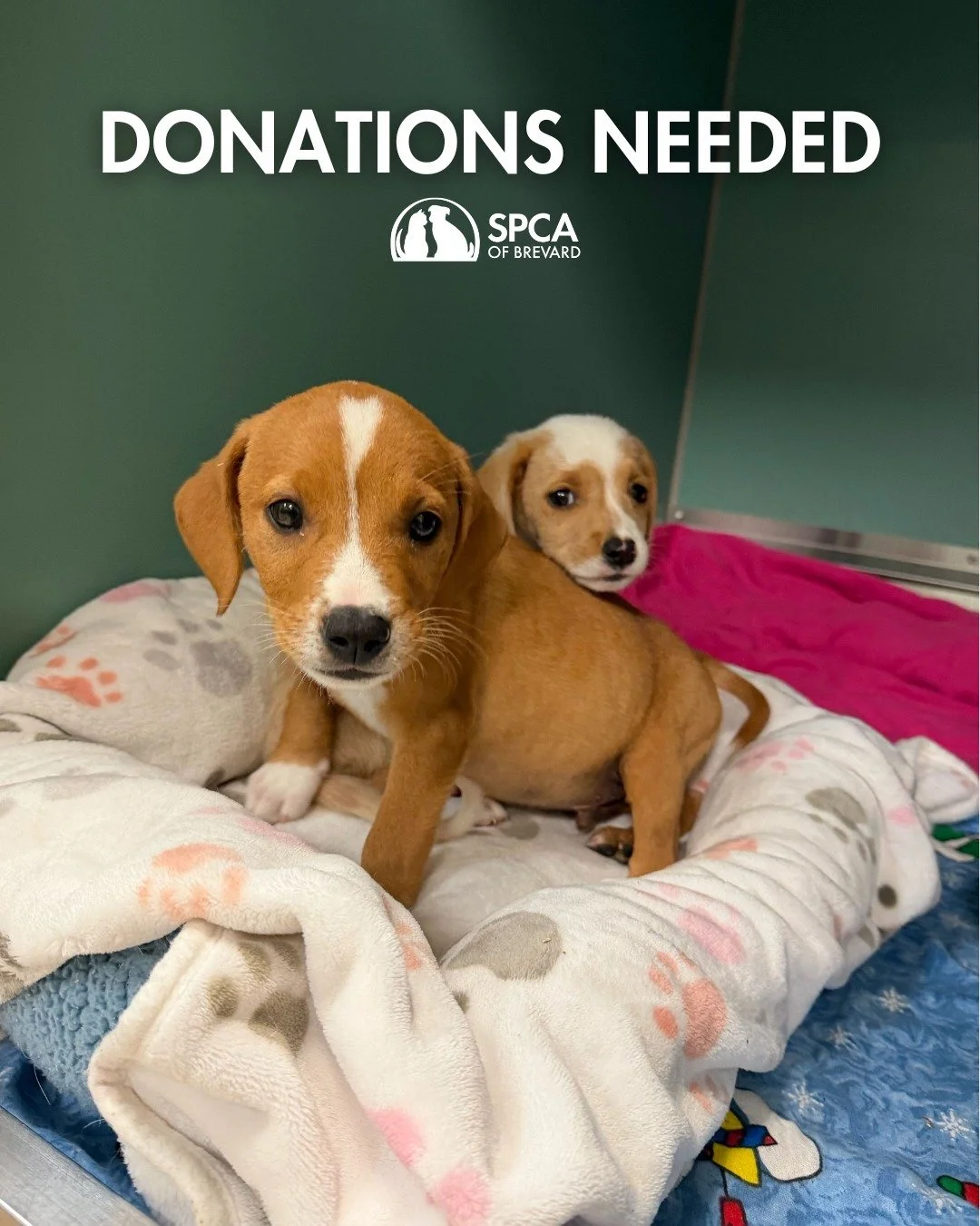 🐶 DONATIONS NEEDED 🐶

Earlier this week, we received an urgent plea from a shelter in northern Florida that was overwhelmed and in need of support. We were able to welcoming 9 puppies and 2 mama dogs into our care.

When they arrived, all dogs test