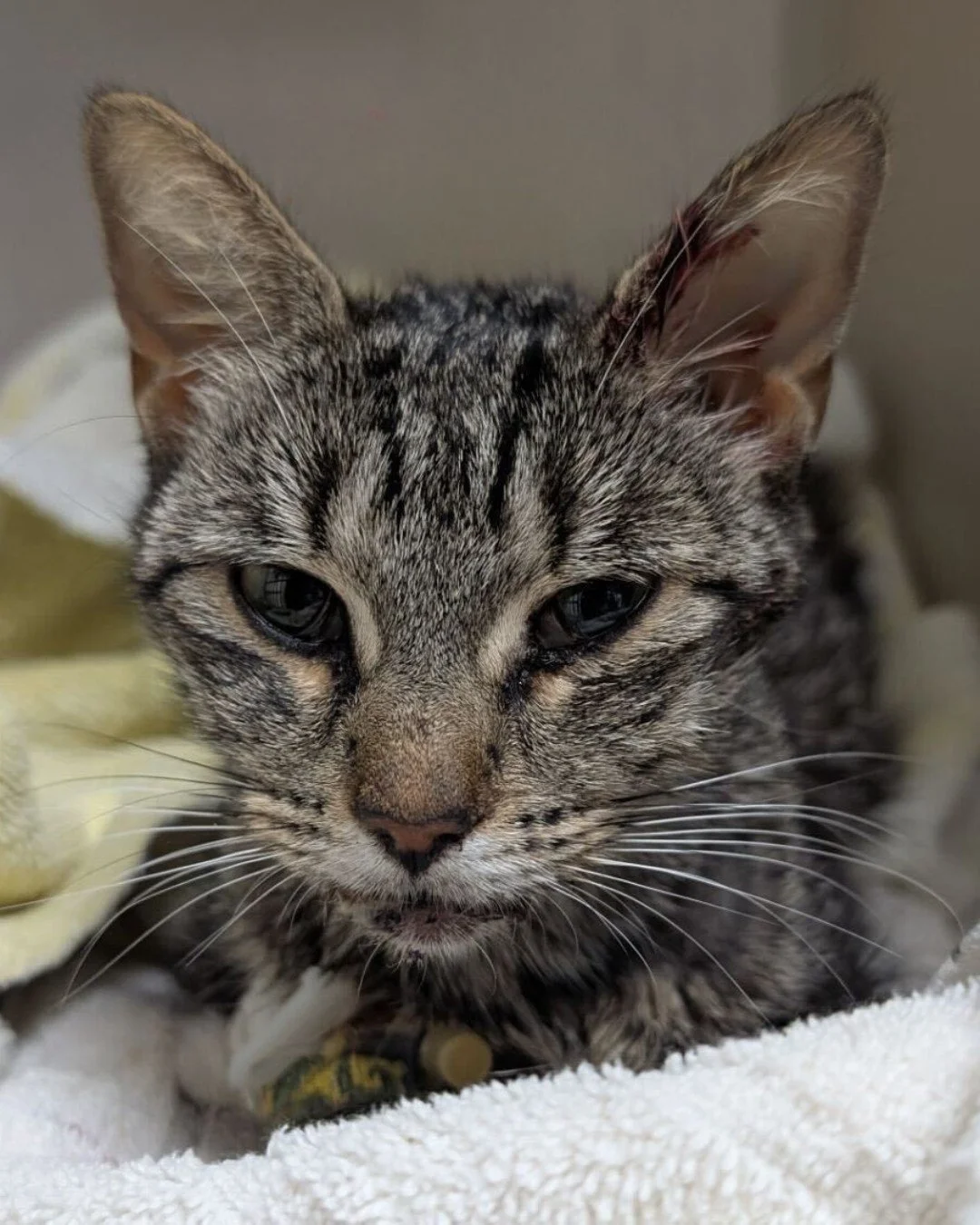 ‼️ PLEASE SHARE ‼️

At the beginning of this month, a sweet pregnant mama cat named Marilyn came into our care and shortly after gave birth.

But Marilyn hasn't been feeling well. Over the weekend, her temperature spiked and she was rushed to the eme