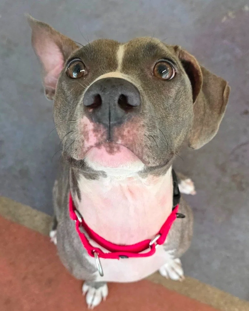 Denim overheard you were looking for a new dog bestie... 👀👂

Denim is a 1-year-old gal who is still riding the puppy wave! She's sweet, spunky, and a little shy when she first meets you. Once she warms up, her goofy personality comes out in full fo