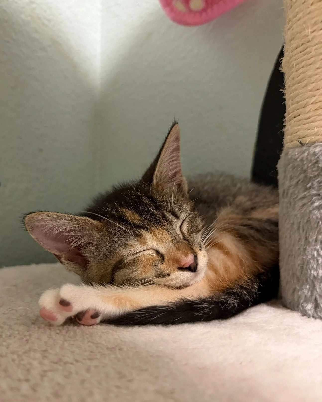 This kitten season seemed to have started later than usual this year, but kittens are finally becoming available for adoption! 😻

Adoption fee for kittens is just $100, which includes they are:
✨ Spayed/neutered
✨ Up-to-date on age appropriate vacci