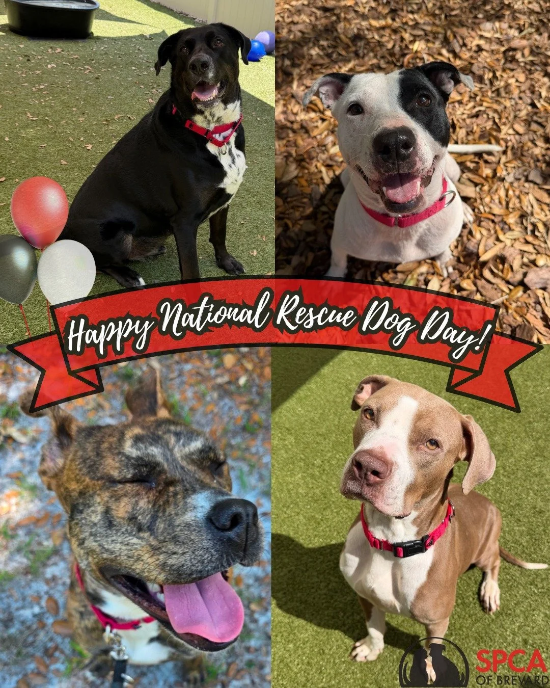 🐾Happy National Rescue Dog Day! 🐾

Today, we celebrate the incredible dogs who remind us of every day what resilience, loyalty, and unconditional love truly look like. On this special day, our social media will be dedicated to showcasing amazing pu