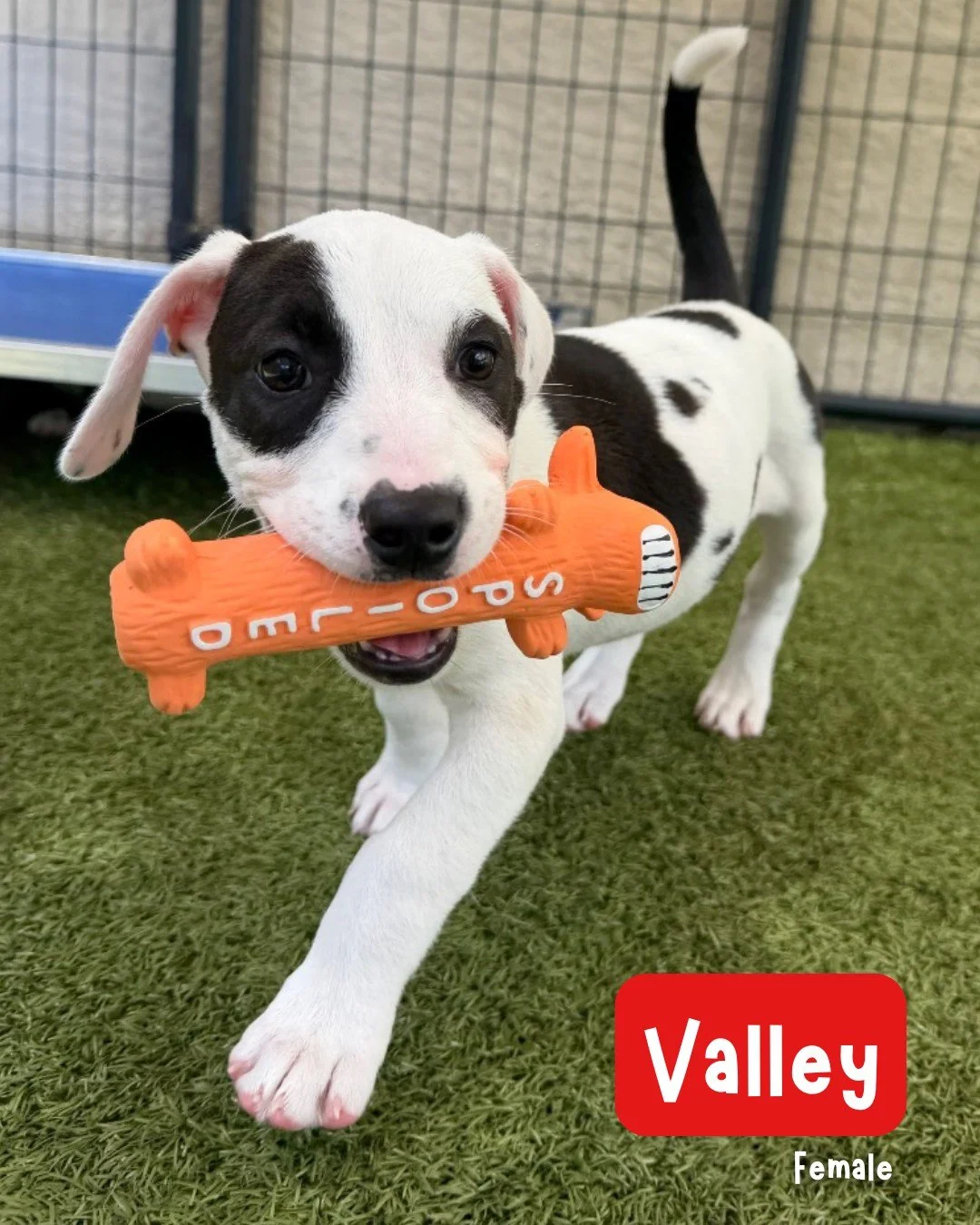 Last week we shared about some puppies who tested positive for Parvovirus. We are happy to share that they have all tested negative and are ready to go into foster to adopt homes (including their moms!). Plus it's National Rescue Dog Day! 

These mix