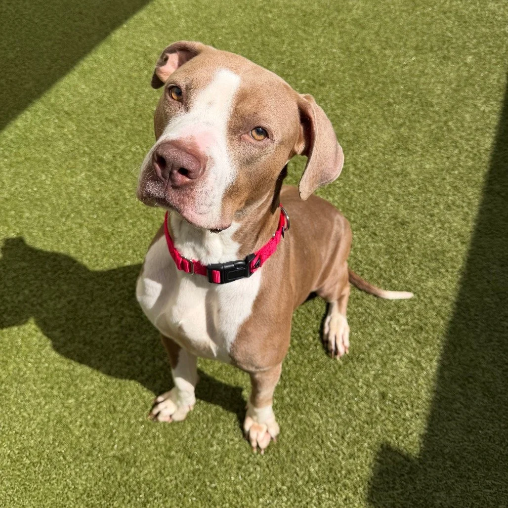 💗At SPCA of Brevard, rescue dogs have some of the biggest hearts. 
Lainey asked us to tell you about hers for National Rescue Dog Day!

🐶&ldquo;Bark, Hello, Bark! My name is Lainey, and I am a 5-year-old lady looking for a new sofa to snuggle on. I