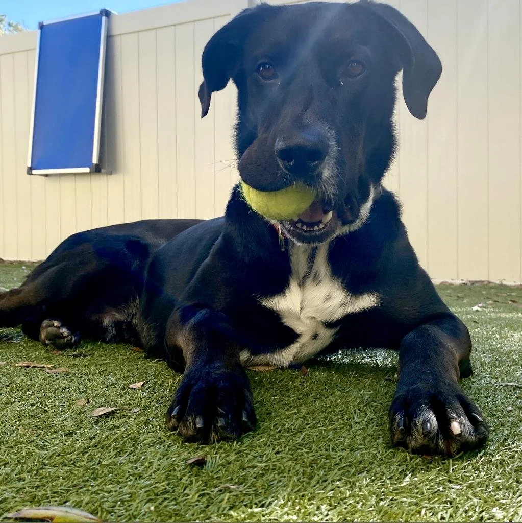 Each rescue dog has a story and with your help, that story can have a happy ending on National Rescue Dog Day! 🐶📖

What Carlisle wants you to know about him and his story&hellip;.
🐾&ldquo;WOOF, WOOF. My name is Carlisle and I&rsquo;m a 7-year-old,