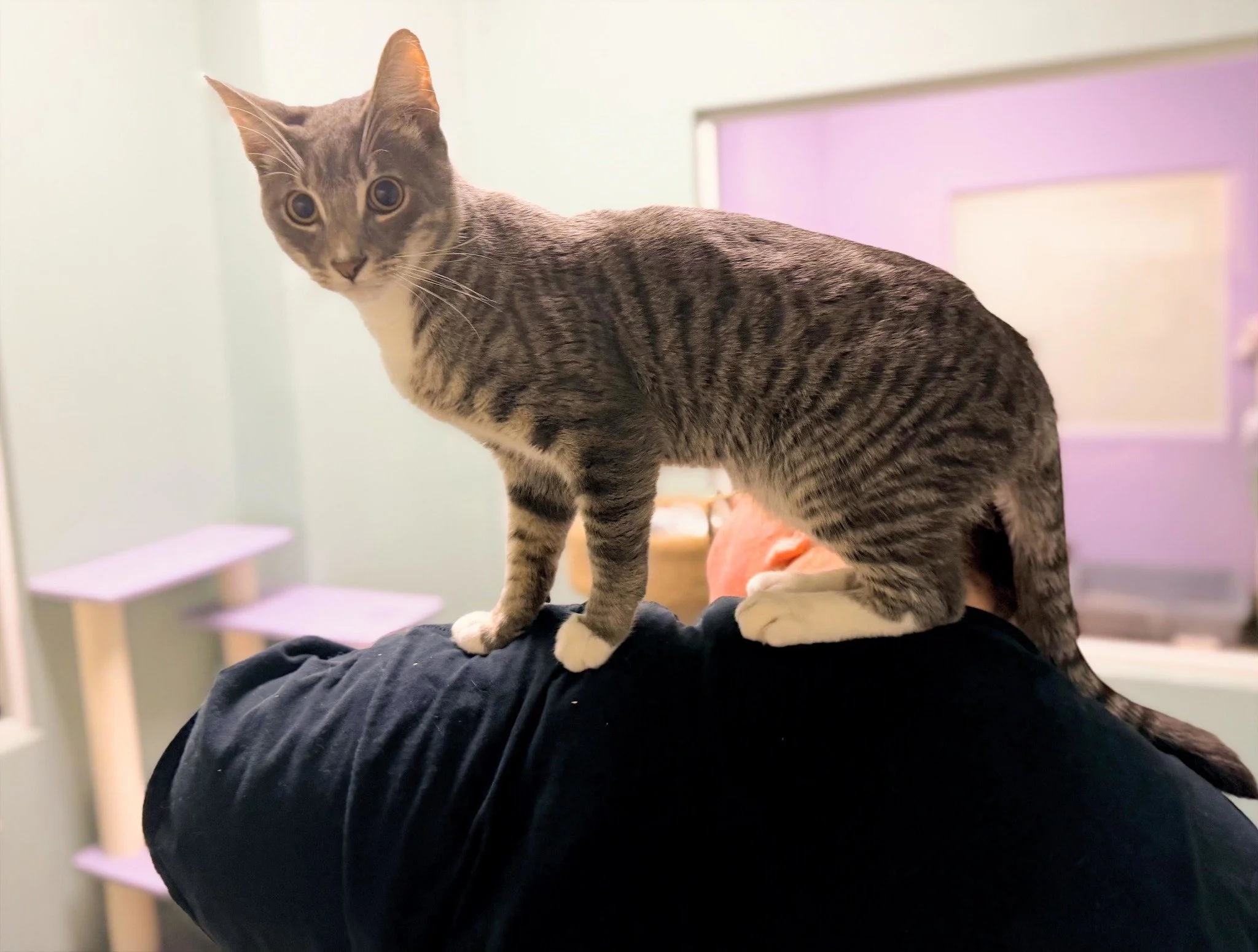 Our new feline friend 🌳TARZAN 🌳is certainly living up to his name! 

9-month-old Tarzan loves to climb on anything from the perches in the cat room to the people he meets! This 'King of the Jungle' loves to play with toys and is great with dogs. 'S