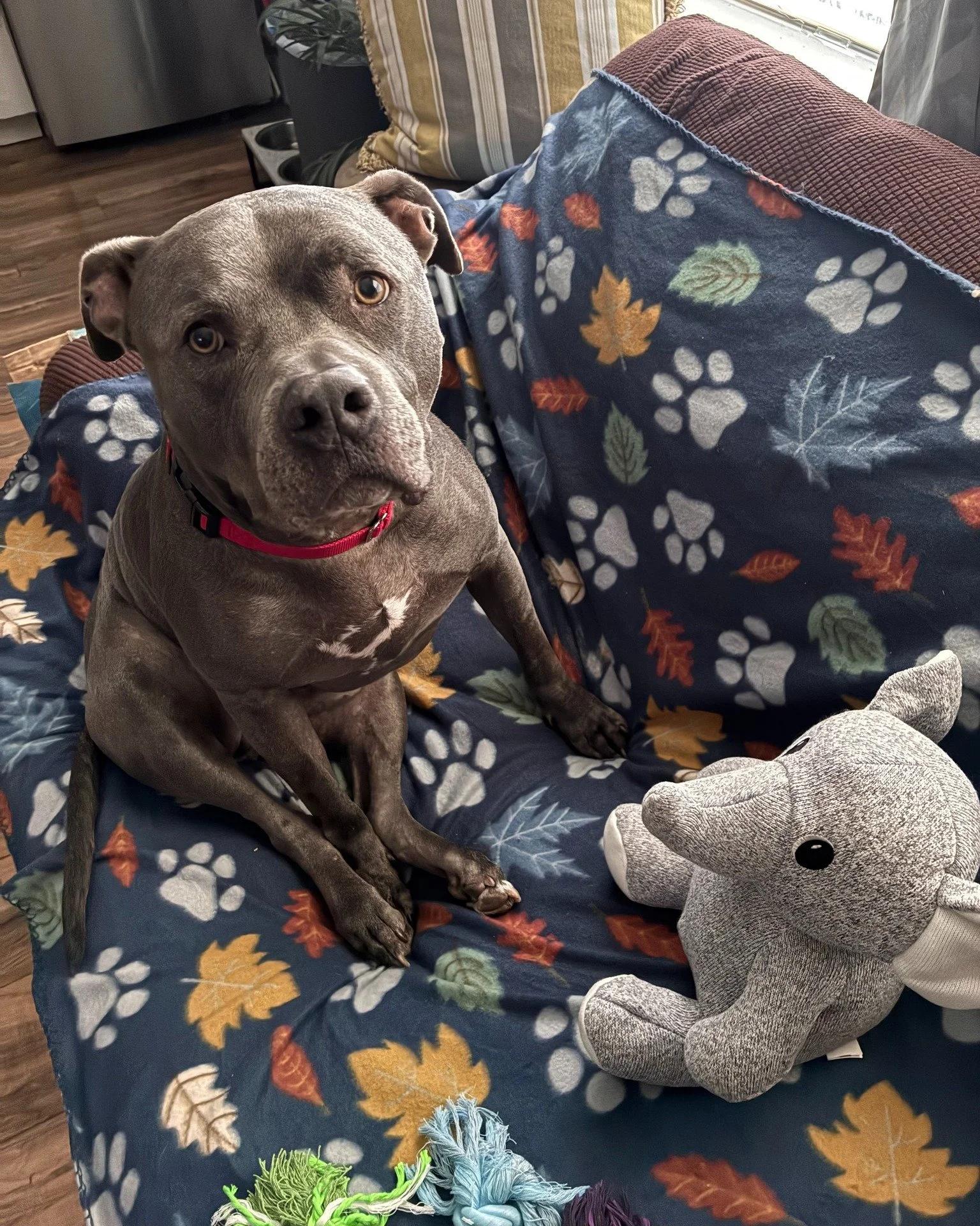 COURTESY POST: This dog is not in the care of the SPCA but is in need of being re-homed due to housing. Please reach out to the caretaker directly for more information.

Meet Tank! This handsome guy is 3 years old, neutered, and up to date on vaccine