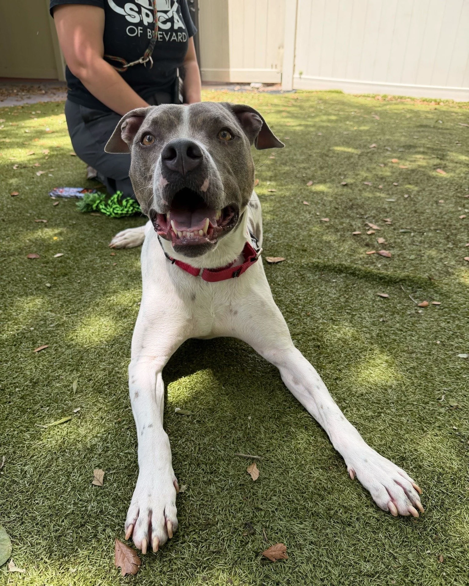 ‼ FOSTER NEEDED - PLEASE SHARE ‼

Buster is an active 4-year-old guy who is sadly declining in the shelter environment. Despite our team's best efforts to keep him comfortable, the stress has taken a real toll on him. His anxiety is high and it's bec