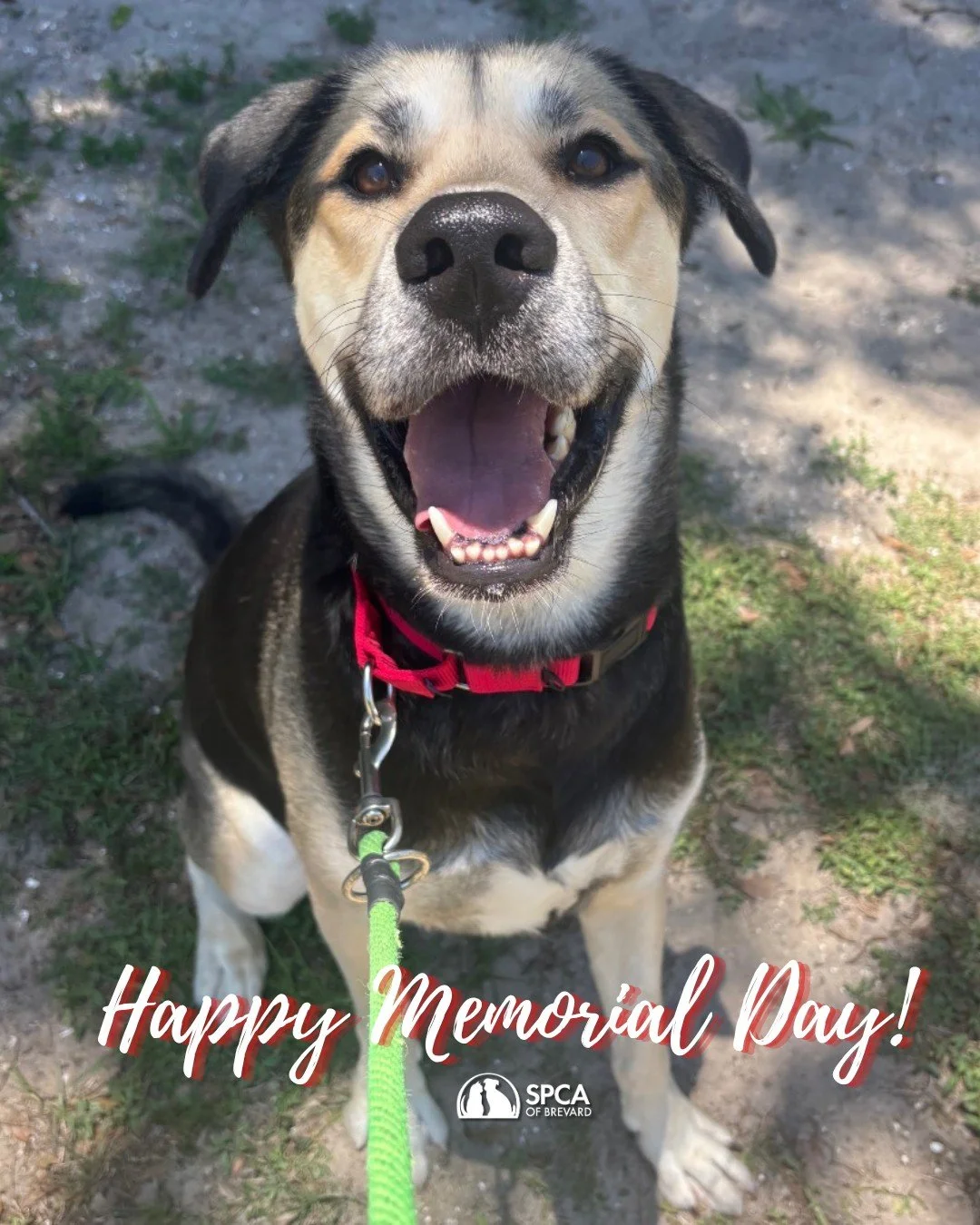 Happy Memorial Day from all us at the SPCA of Brevard! ❤😎🇺🇸