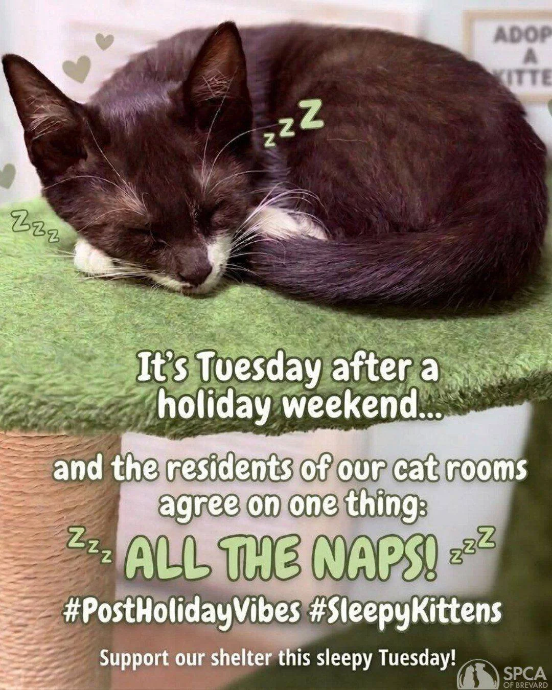 Post-holiday cat naps are on today&rsquo;s agenda here at the SPCA! 💤🐈&zwj;⬛