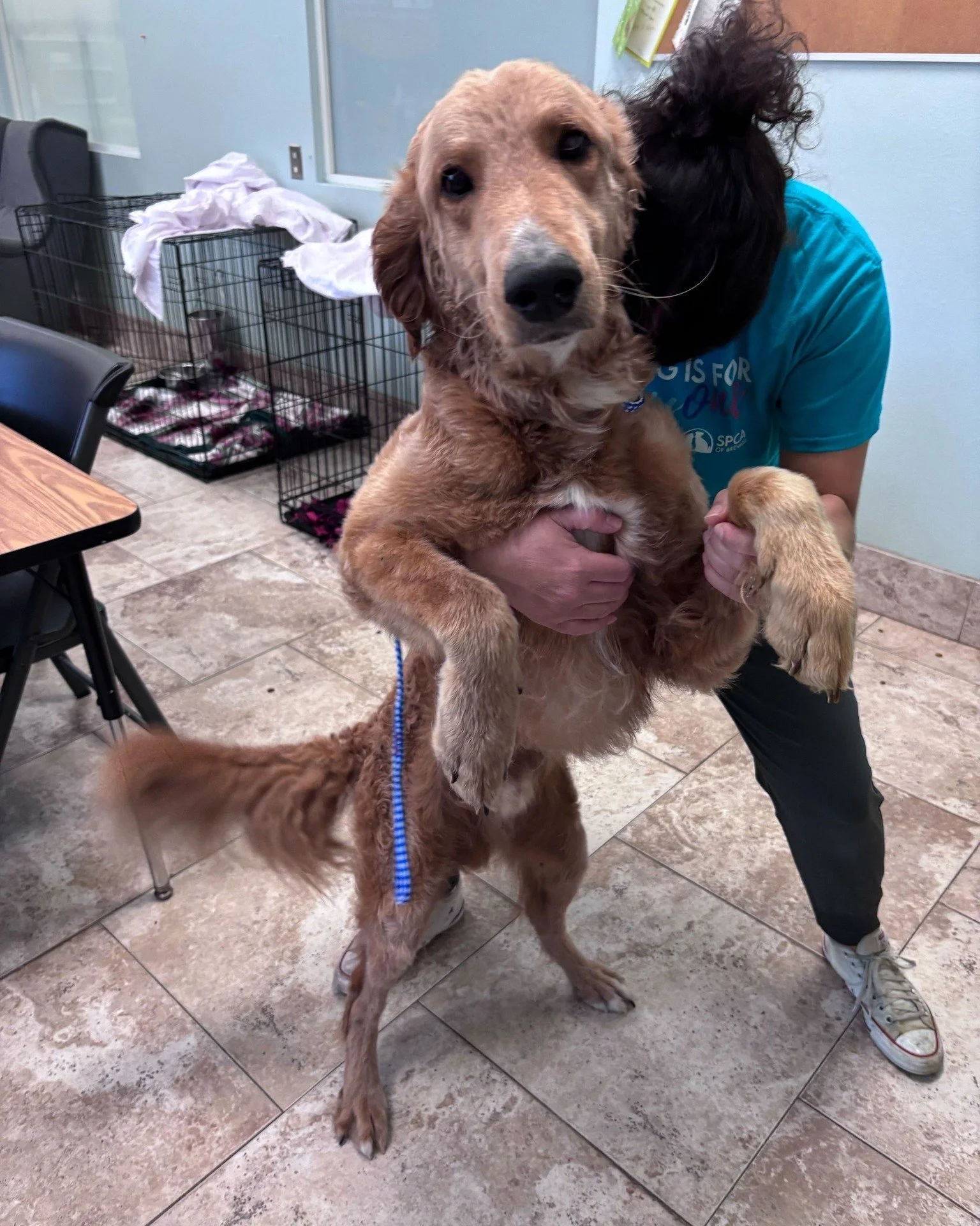‼️DOGS FOUND‼️
These two dogs were located on US HWY 1 in Mims, FL. Both are large males, one with a black brindle coat and one with a gold/sandy coat. 
If you recognize these pets or are the owner(s), please reach out to our adoption center at 321-5
