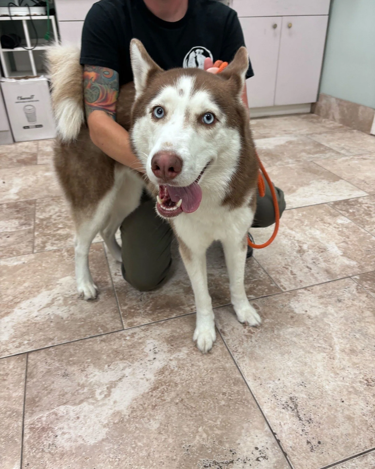 ‼️DOG FOUND ‼️
This female brown and white Husky was found around Figtree Rd. in Titusville, FL.
If you recognize this pet or are the owner, please reach out to our adoption center at 321-567-3615 or send us a direct message if we are closed. If you 
