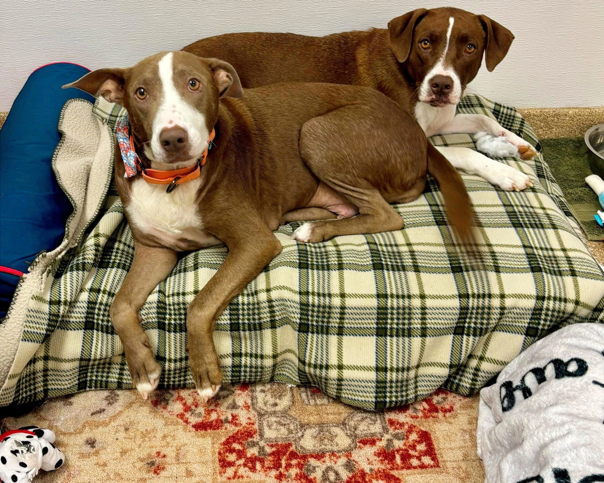 Remember the puppies from last week? Meet their mommas! 🐾💛

Rayne (front, orange collar) and Weatherly (back) are two incredible moms who came to us with their litters and now it&rsquo;s their turn to be spoiled!

Both are 5 1/2-year-old medium-siz