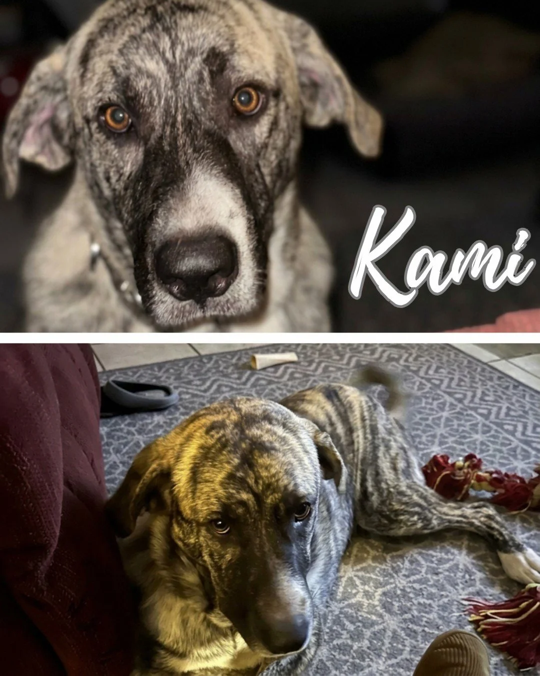 💗COURTESY POST💗: This dog is not in the care of the SPCA but is in need of being re-homed. Please reach out to the caretaker for further information (contact information below).
Meet Kami! 🐾This playful girl is approximately 2 years old and is up 