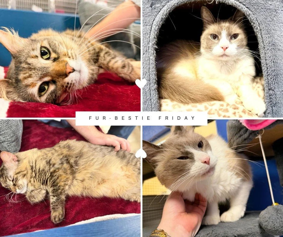 🐾 Double the Love, Double the Purrs! 🐾
Meet Clydell &amp; Bonnibel&mdash;a bonded pair of 4-year-old besties looking for a forever home together! 💕
These sweet kitties recently arrived at the SPCA of Brevard after another shelter reached out for h