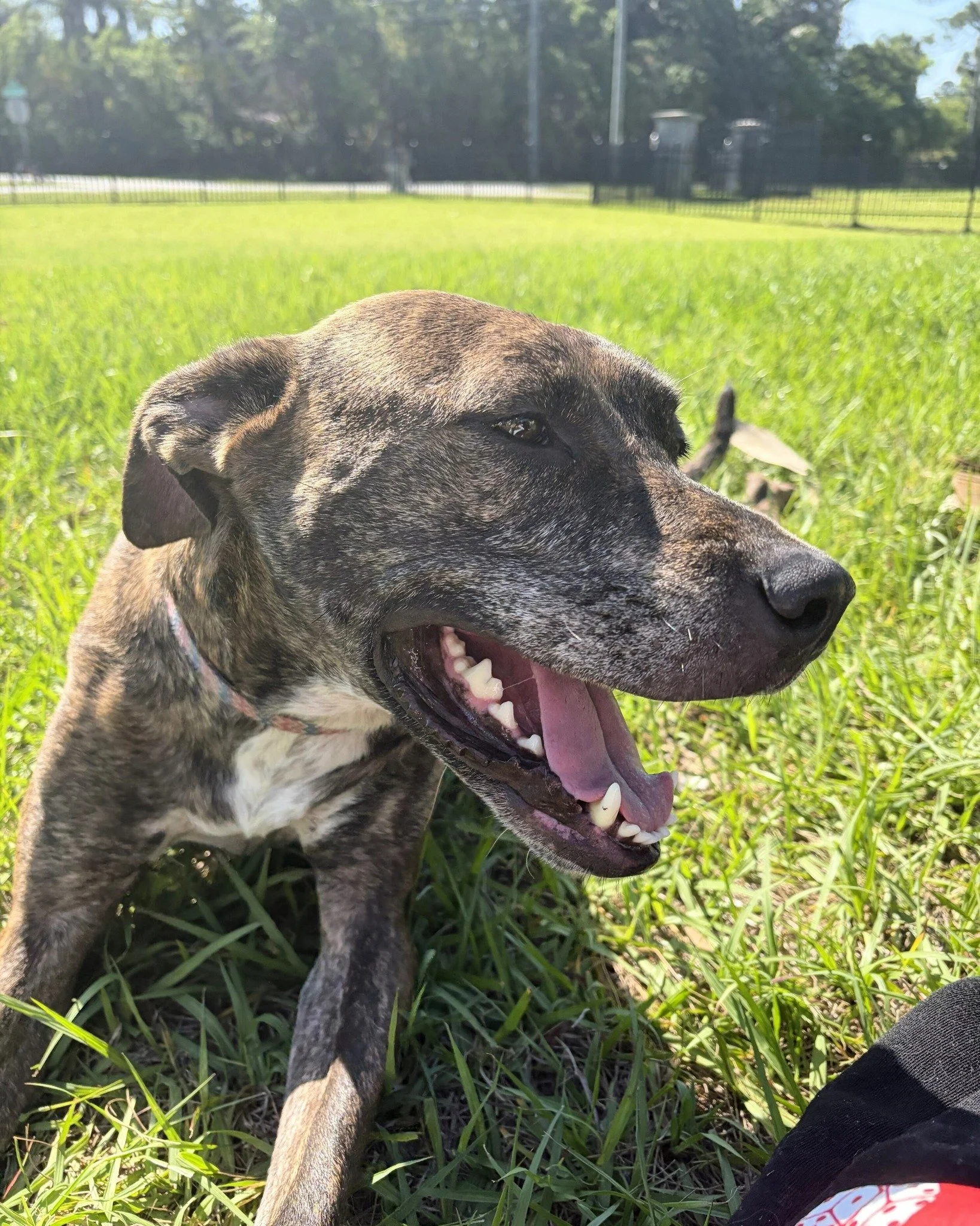💓COURTESY POST💓: This dog is not in the care of the SPCA but is in need of being re-homed. Please reach out to the caretaker for further information (contact information below). Meet Aurora! 🐶

Aurora is a 4-year-old spayed lady looking for a new 
