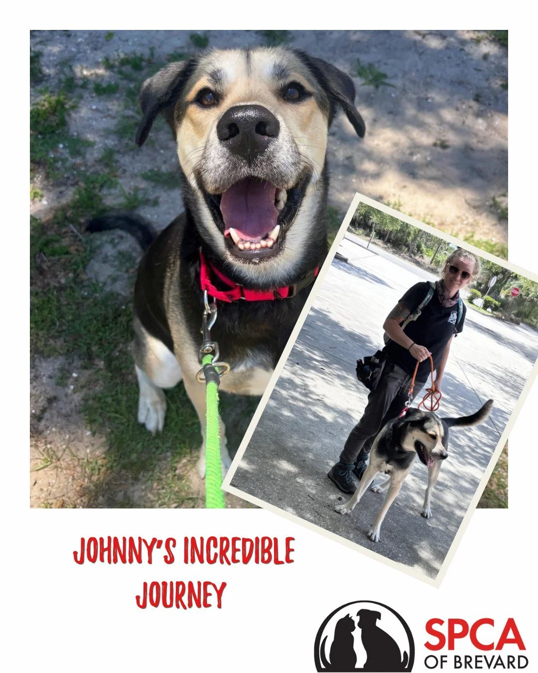 🐶 Friday Feature: Johnny&rsquo;s Incredible Journey🐶
Johnny&rsquo;s journey began with uncertainty. He was found abandoned near Jackson Memorial Hospital in Miami, where a kind community member shared his story on Nextdoor. Another neighbor stepped