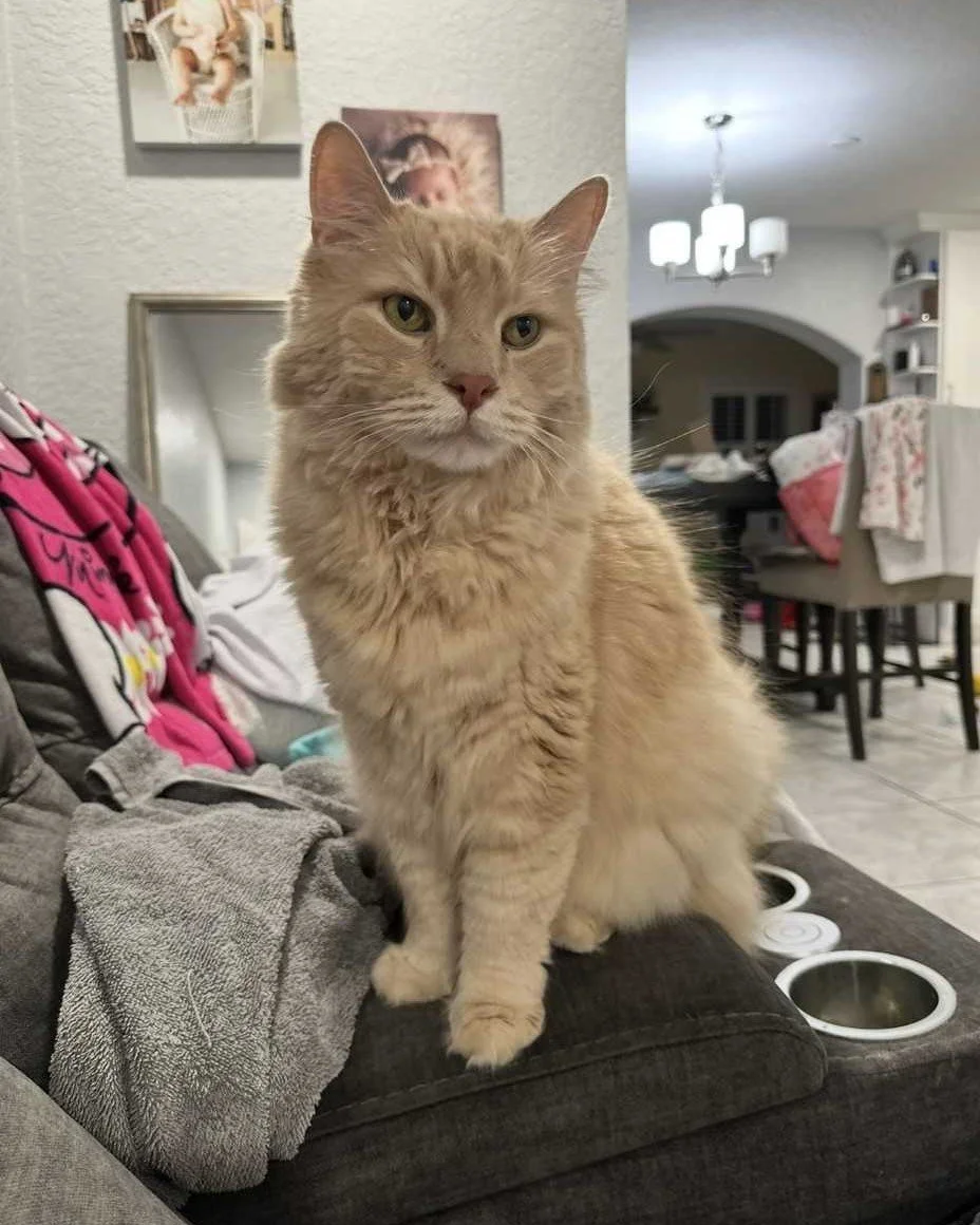 💗COURTESY POST: This cat is not in the care of the SPCA but does need re-homing. Please reach out to the caretaker for further information (contact information below.) 
Meet Ollie! 🐱
Ollie is an 11-year-old sandy-colored male cat in need of a new h
