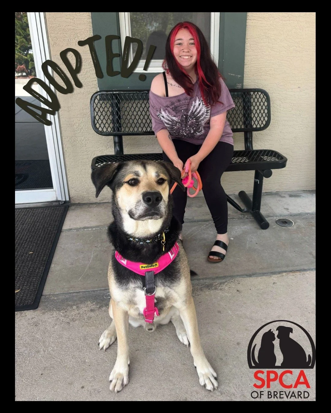 We&rsquo;re thrilled to share that 'gentle giant' Johnny was officially adopted over the weekend! 🐾

After an incredible journey filled with kindness, resilience, and love from his community, Johnny's finally found his forever home. From everyone wh