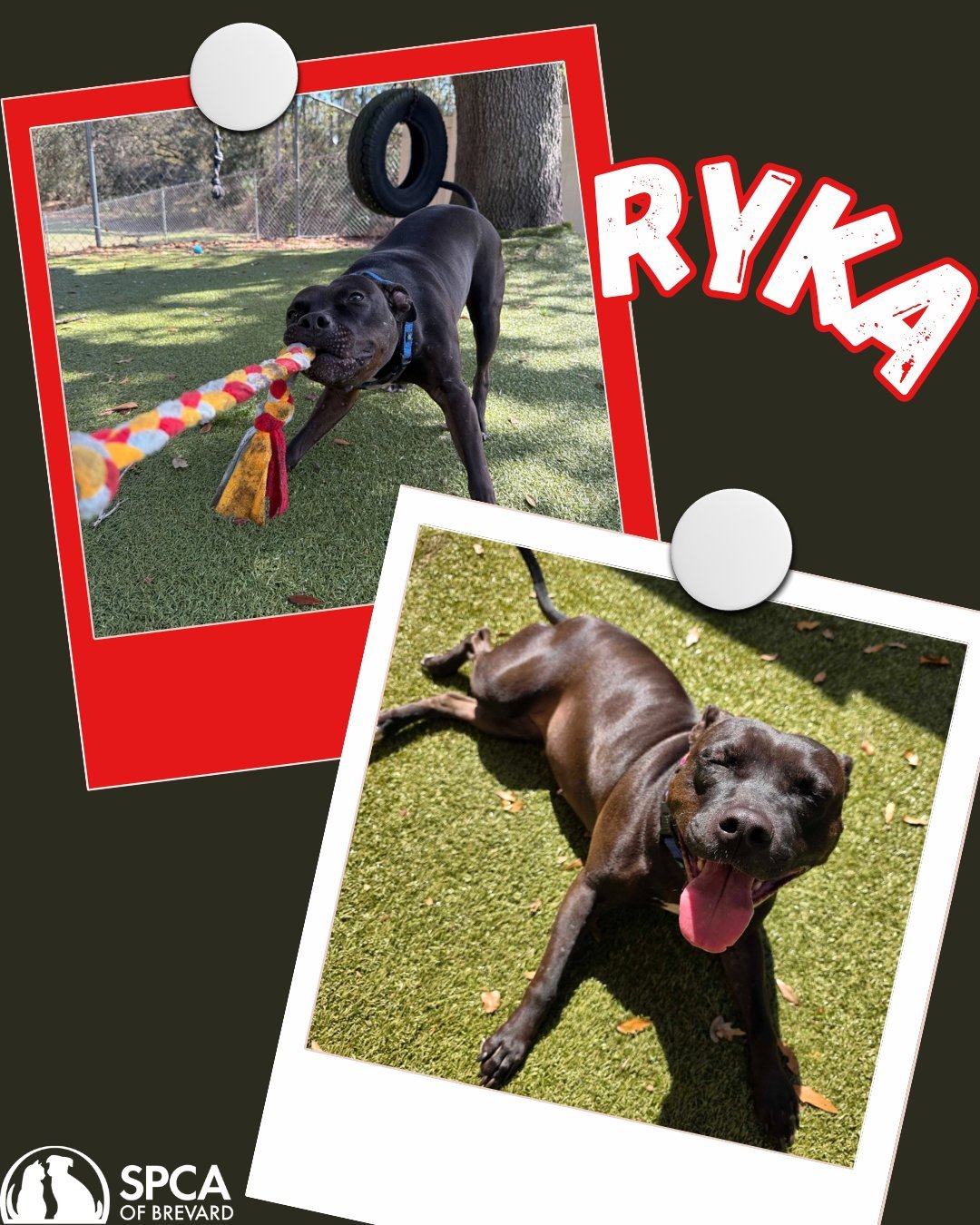 Ryka will tug at your heartstrings 💓(almost as much as she loves a good game of tug!) 🪢🐶

Ryka is a 3-year-old, medium-sized pup searching for her forever family. This active, playful girl is full of personality who will keep you smiling. 😊

Ryka
