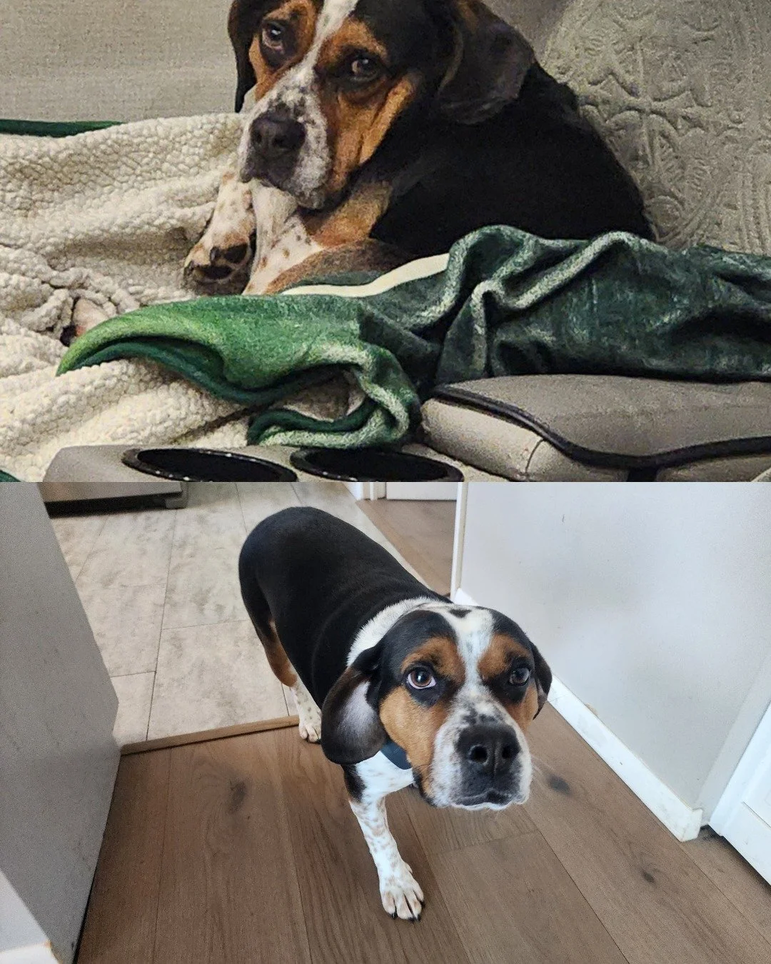 💗COURTESY POST: This dog is not in the care of the SPCA but is in need of being re-homed due to housing. Please reach out to the caretaker for further information.

Meet Buddy! This sweet boy is 3 years old, neutered, and up to date on his vaccinati