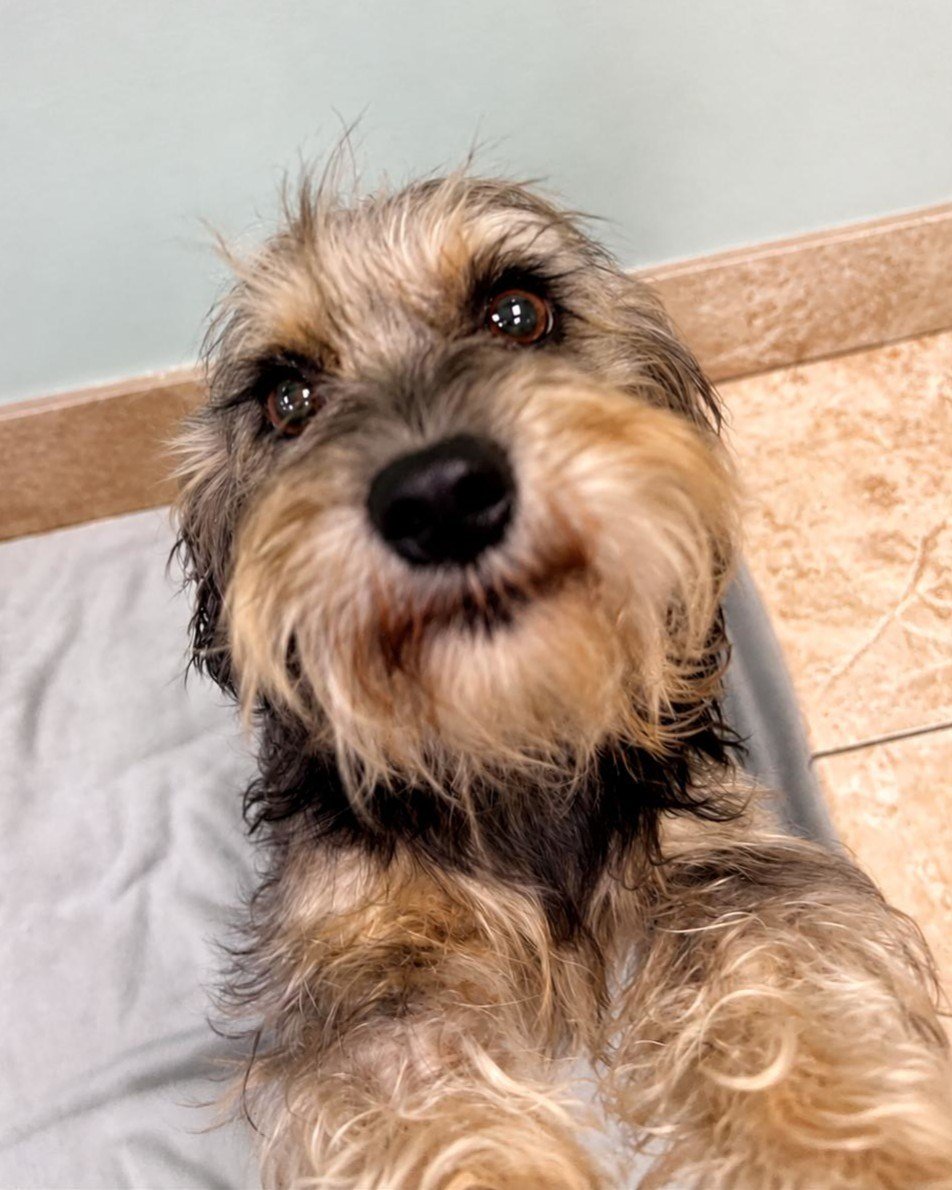 ‼️DOG FOUND‼️
This tan and brown, female dog was found near Frontenac / US1 in Cocoa in with no collar.  If you recognize this pet or are the owner, please reach out to our adoption center at 321-567-3615 or send us a direct message if we are closed.