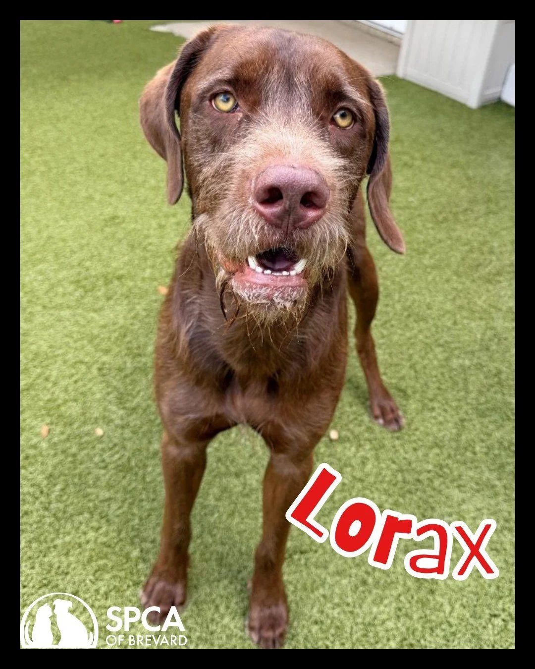 &ldquo;Hi there! My name is Lorax, and I&rsquo;m ready to meet my new family!&rdquo;🐶

Lorax is a handsome 1.5-year-old mixed-breed pup with a stunning red and mahogany coat and a distinguished beard that gives him tons of character. Weighing about 