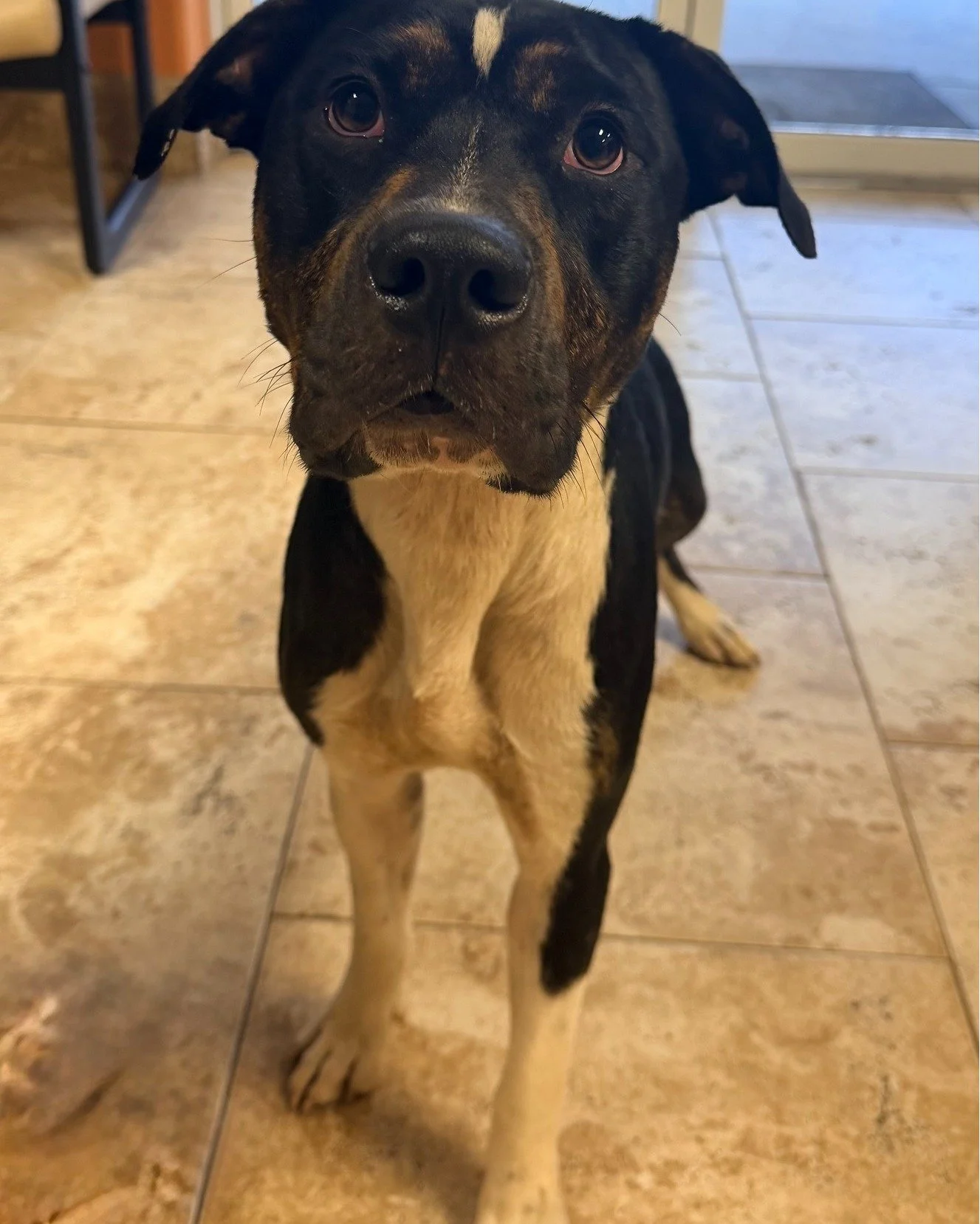 ‼️DOG FOUND ‼️
This tri-collared, male dog was found on Parrish Road in Titusville, FL. He was found with no collar. 

If you recognize this pet or are the owner, please reach out to our adoption center at 321-567-3615 or send us a direct message if 