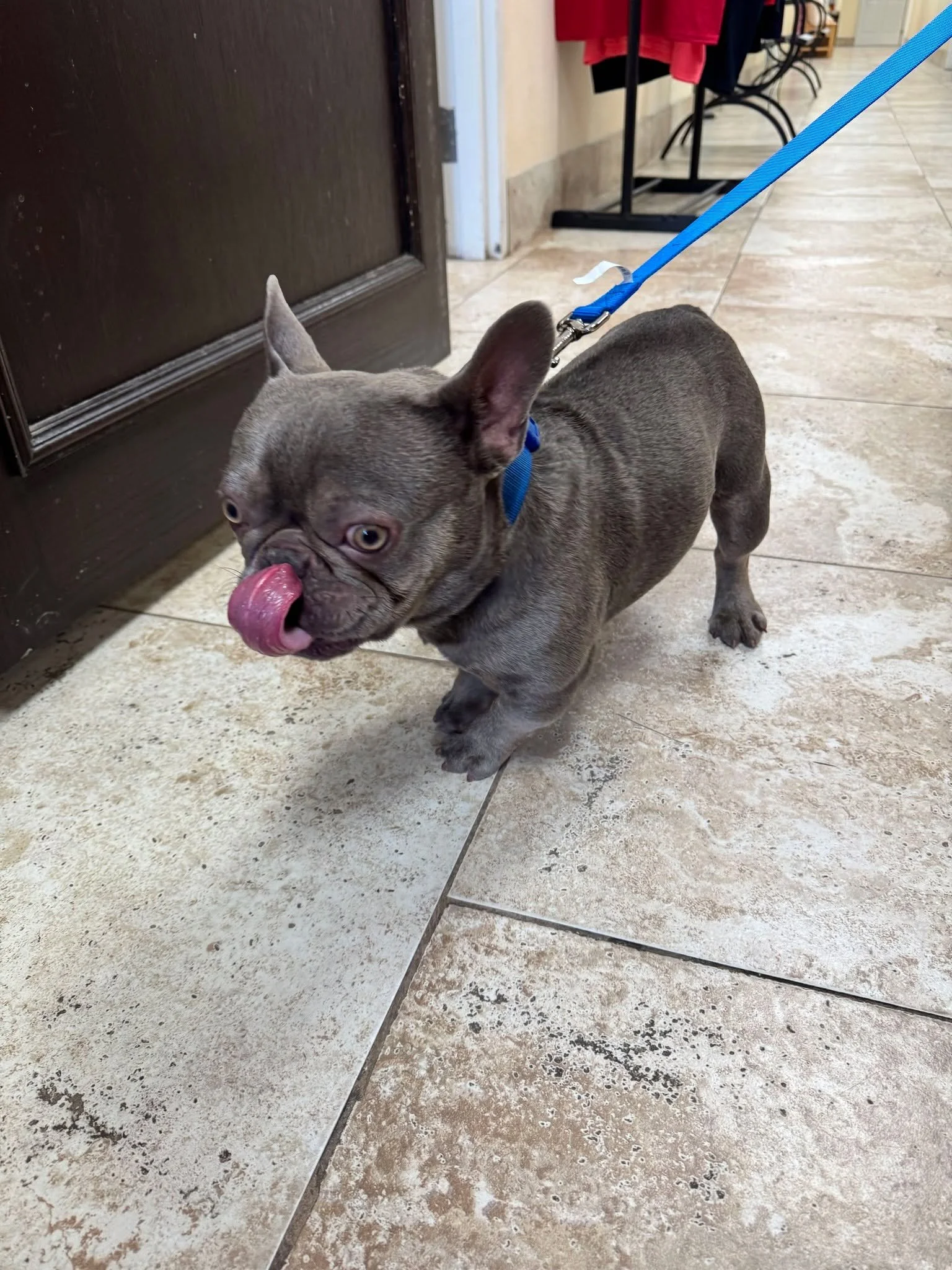 ‼️DOG FOUND‼️
Blue/Grey, male dog was found near Grissom Parkway in PSJ in with a blue collar. 
If you recognize this pet or are the owner, please reach out to our adoption center at 321-567-3615 or send us a direct message if we are closed. If you a