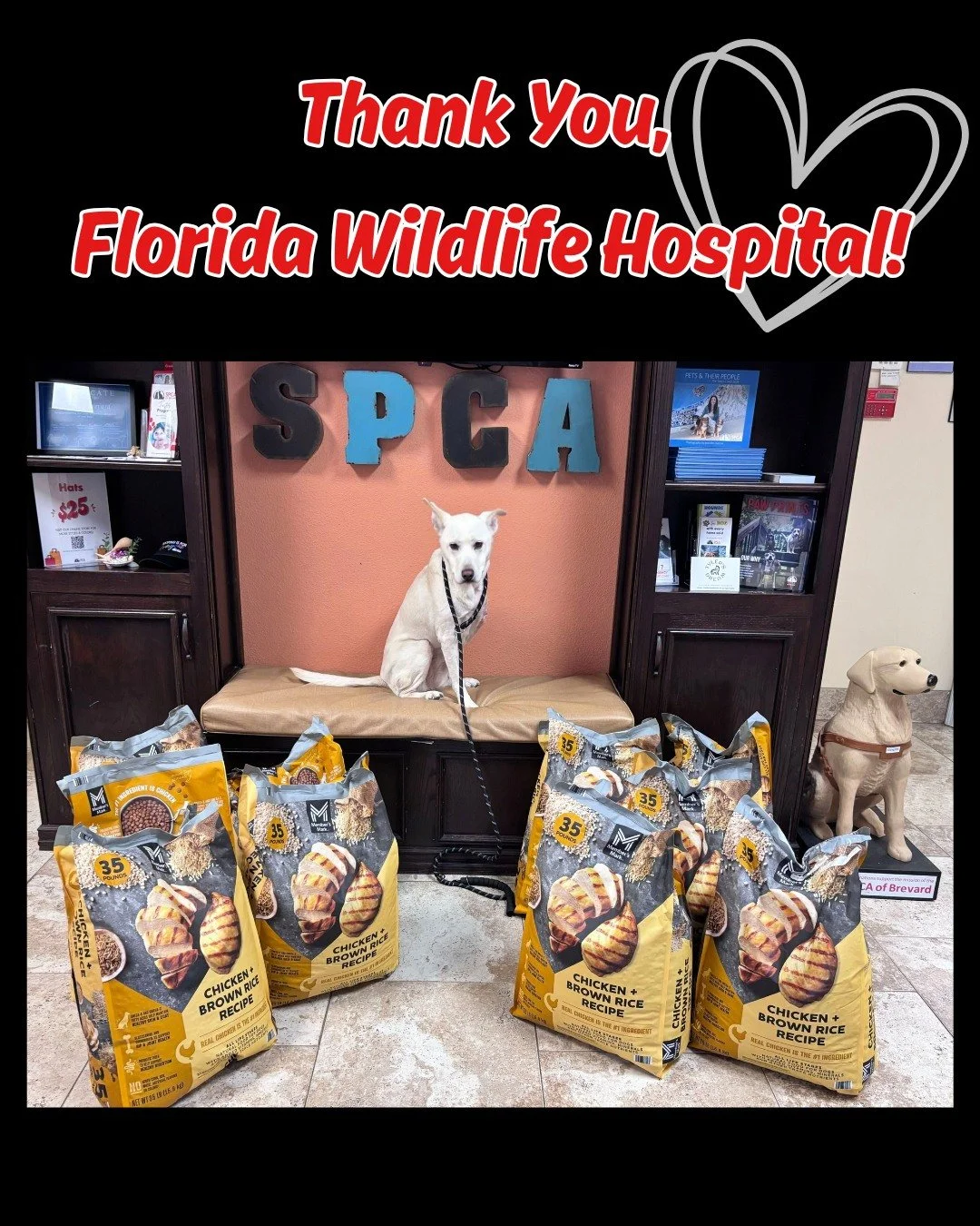 The outpouring of love and support from our community partners is what makes everything we do possible. 💙Today, the Florida Wildlife Hospital  brought us an incredible donation of food, and we are so grateful! 

Trigger (pictured) is especially exci