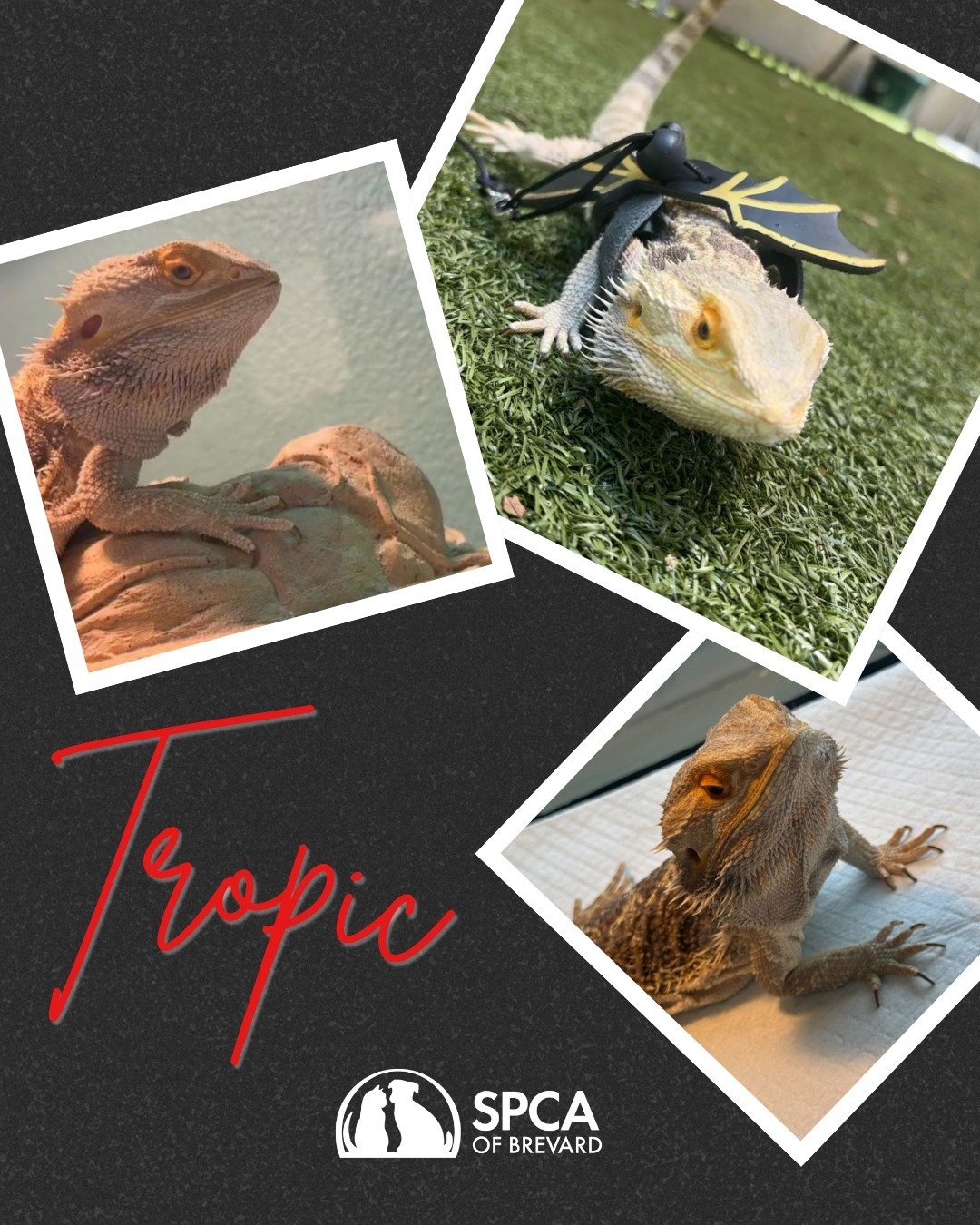 🦎☀️🌴 Meet Tropic! 🌴☀️🦎

Tropic came to us as a stray who was found running down Tropic Street! After some love, care and crickets - Tropic is ready for a new home. Tropic is a handsome bearded dragon looking for a home with someone who understand