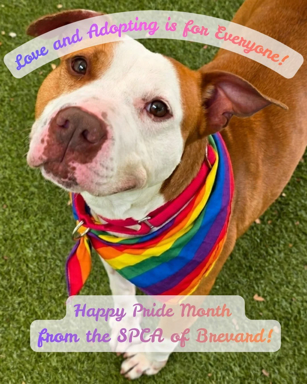 🌈 Happy Pride Month from the SPCA of Brevard! 🌈