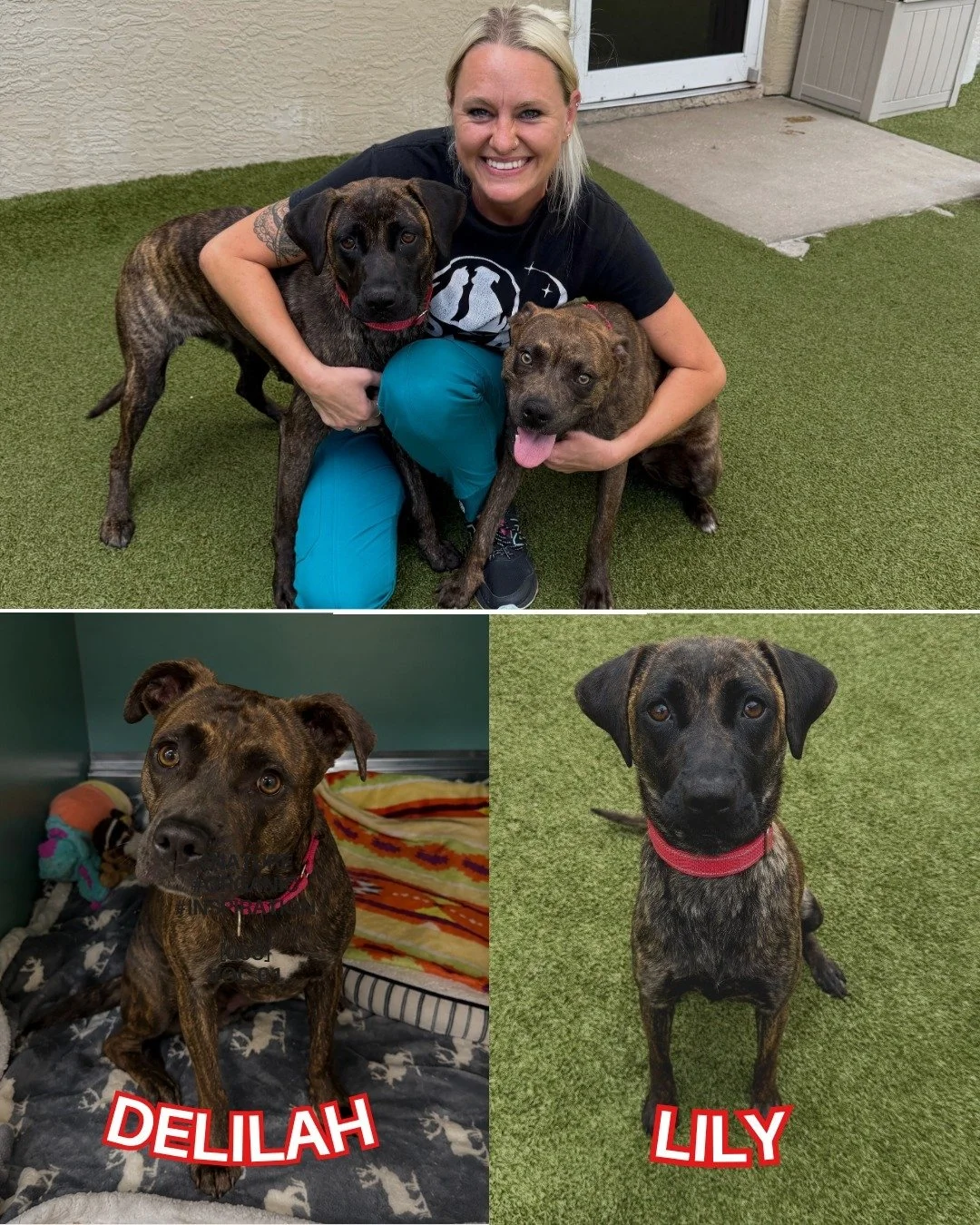 Say hello to Delilah and Lily&mdash;two adorable, 3-year-old brindle sweethearts who recently arrived as part of our transport rescue from Hamilton County last week. They are now ready for their forever homes! 💕

These medium-sized mixed breeds are 