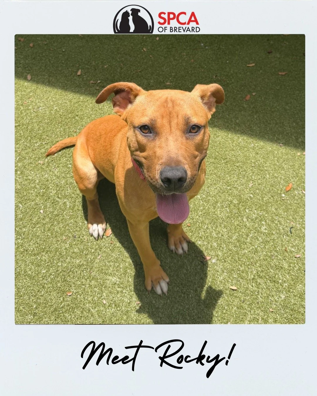 🐾 Rocky is Ready to Rock Your World! 🐾

Meet Rocky&mdash;a one-year-old, medium-sized, mixed breed, handsome pup with a big personality and an even bigger heart! 💛 He recently joined us from our Hamilton County transport mission and is already ste