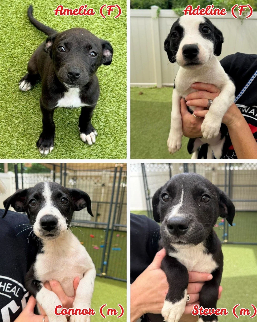🐾 It's Puppy Love Time! 🐾
Some of the adorable Hamilton County Rescue pups are now available! These sweet mixed-breed boys and girls are about 3 months old and are ready to find loving foster-to-adopt homes while they wait for their surgeries. Whil