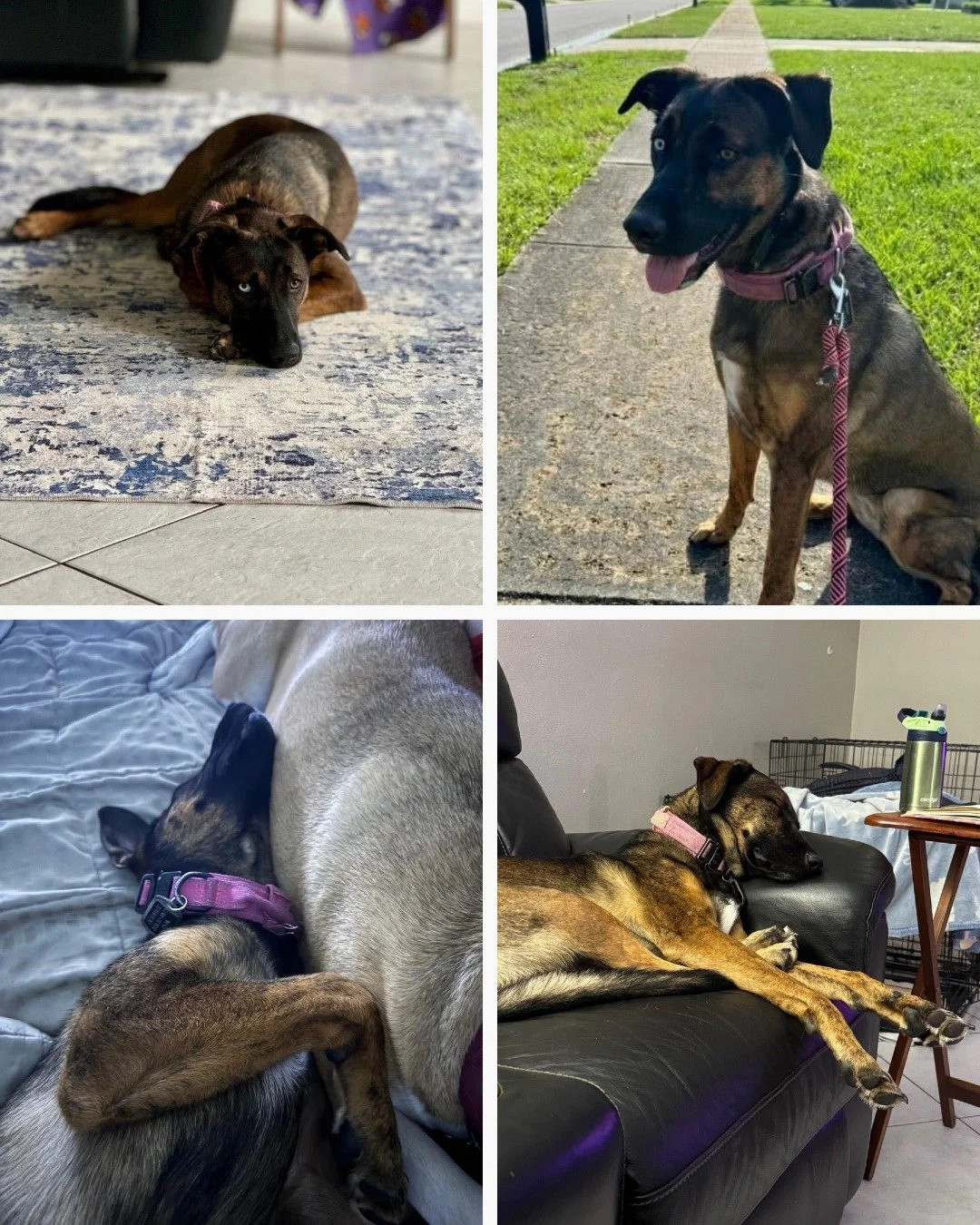 ❤️COURTESY POST: Meet Mali! *This dog is not in the care of the SPCA* but needs to be re-homed due to changes in the owner&rsquo;s housing. 

Mali is a 2-year-old, tan and brown, spayed female, with beautiful unique eyes!  Mali is scheduled to get he