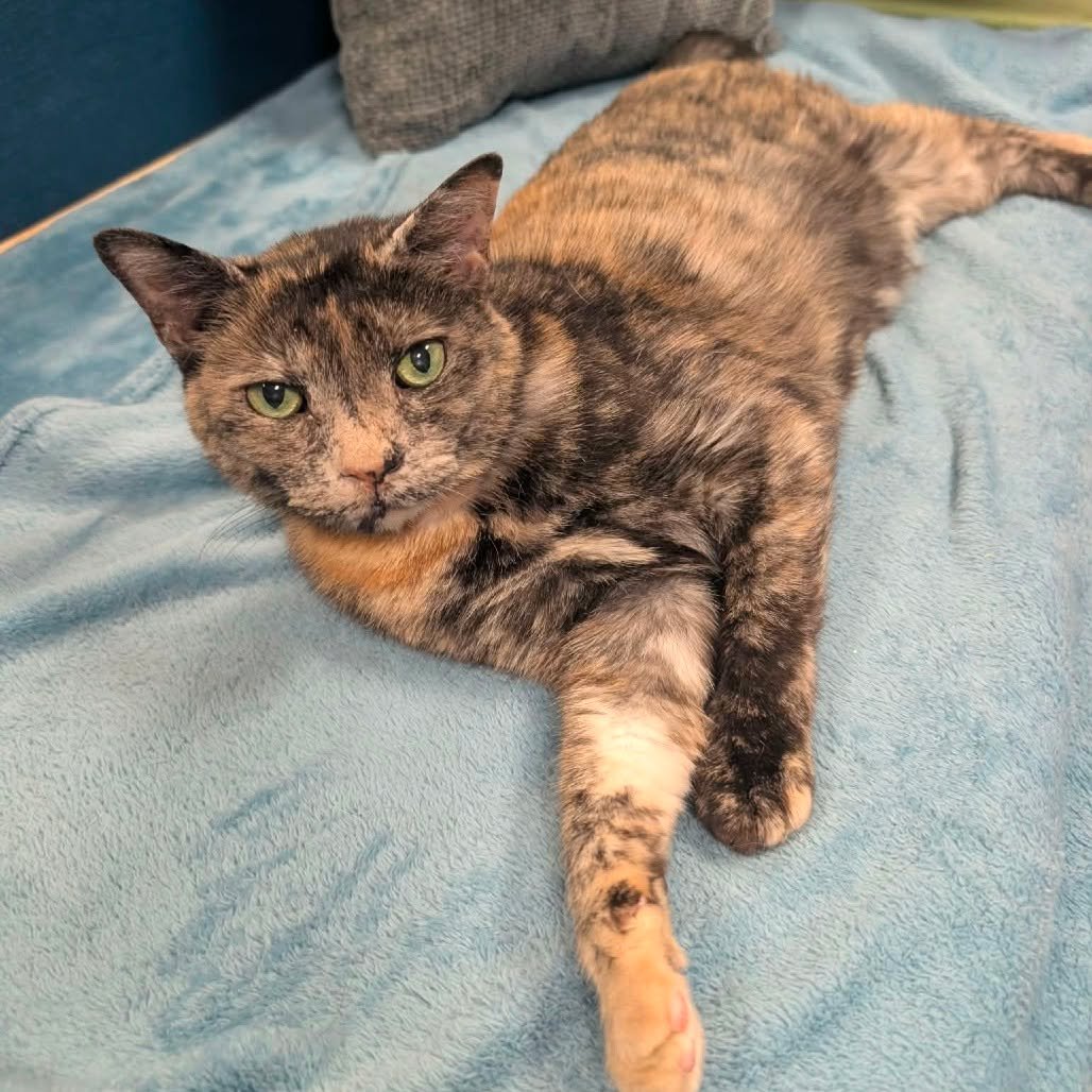 Meet Fallon, a stunning 9-year-old orange and black tortie with a heart as warm as her beautiful coat. 🧡 

This sweet girl has the perfect balance of playful energy and cozy affection&mdash;she&rsquo;ll happily chase a toy one minute and curl up bes