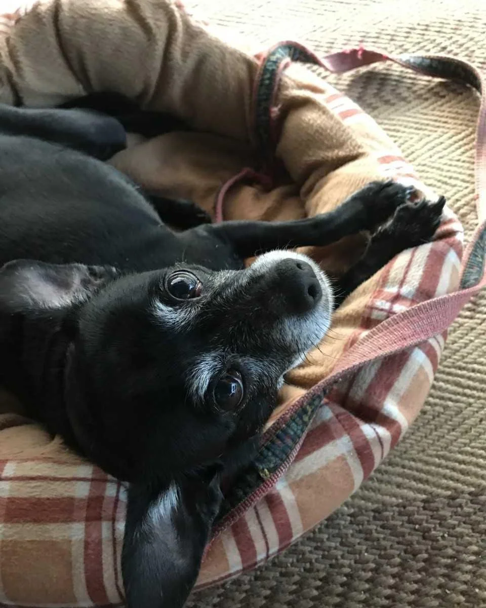❤️COURTESY POST: Meet Chico Lou! *This dog is not in the care of the SPCA* but is need of re-homing. Please contact the owner for more information (contact information provided below).

Chico Lou is a 10-year-old, black with a touch of grey, spayed f